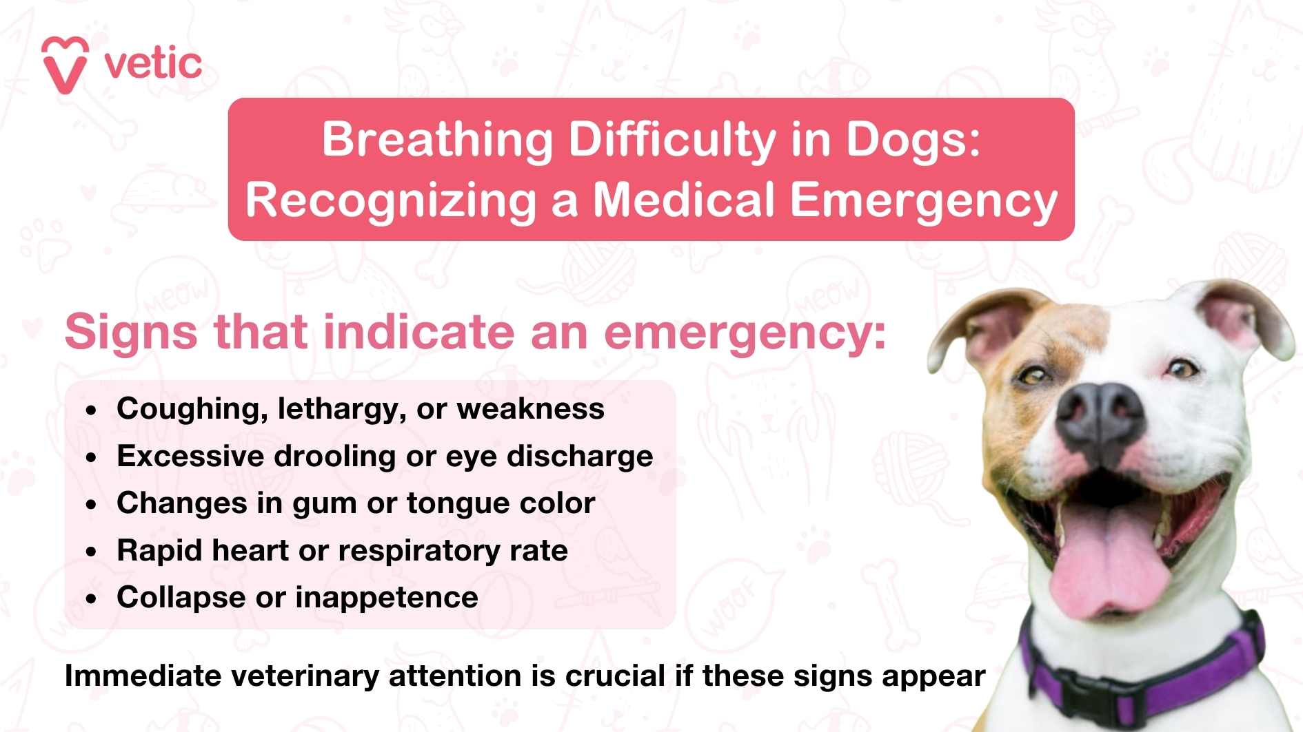 The image is an informational poster from "Vetic" about recognizing a medical emergency in dogs related to breathing difficulties. The poster includes a title, a list of signs that indicate an emergency, and a call to action for immediate veterinary attention if these signs appear. There is also an image of a dog with a happy expression. The text in the image reads: "Breathing Difficulty in Dogs: Recognizing a Medical Emergency Signs that indicate an emergency: Coughing, lethargy, or weakness Excessive drooling or eye discharge Changes in gum or tongue color Rapid heart or respiratory rate Collapse or inappetence Immediate veterinary attention is crucial if these signs appear"