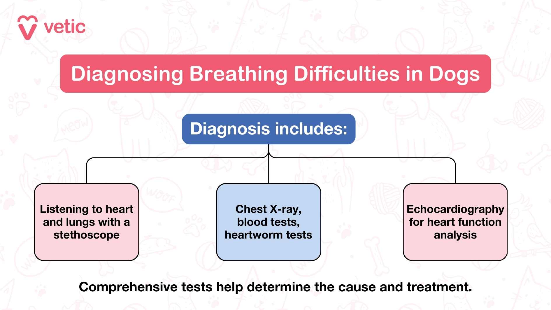 The image is an informational graphic from "vetic" about diagnosing breathing difficulties in dogs. It includes a flowchart with three main diagnostic methods: Listening to heart and lungs with a stethoscope. Chest X-ray, blood tests, heartworm tests. Echocardiography for heart function analysis. The image emphasizes that comprehensive tests help determine the cause and treatment of breathing difficulties in dogs.
