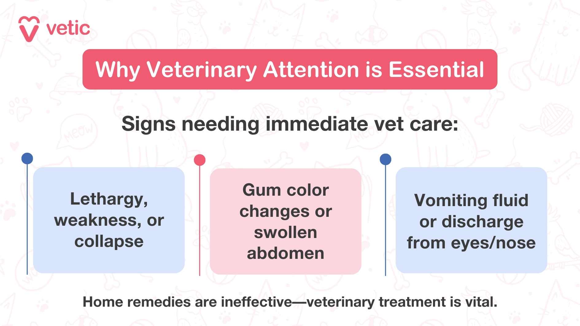 The image is an informational graphic from "vetic" explaining why veterinary attention is essential. It highlights signs that need immediate vet care, which include: Lethargy, weakness, or collapse Gum color changes or swollen abdomen Vomiting fluid or discharge from eyes/nose The image emphasizes that home remedies are ineffective and that veterinary treatment is vital.