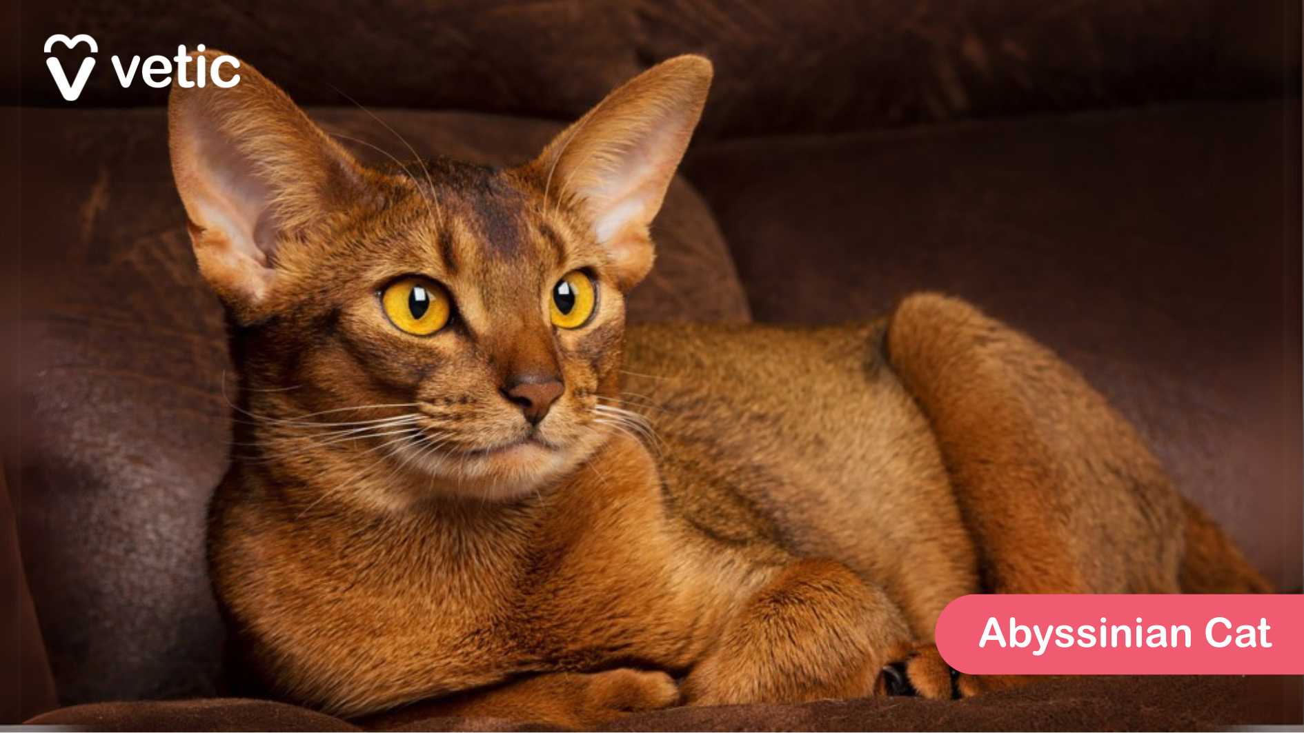 the Abyssinian Cat, a cat breed known for its sleek, short coat and expressive eyes. The cat is lounging on a brown surface, appearing relaxed while gazing off to the side. Its reddish-brown fur, coupled with large pointed ears and striking yellow eyes, embodies the breed’s elegant and inquisitive nature. Abyssinian Cats are high-energy, intelligent, and highly interactive, making them great companions. Their short, ticked coat requires minimal grooming, making them well-suited for warmer climates. They enjoy exploring and climbing, often showing an active and playful demeanor.