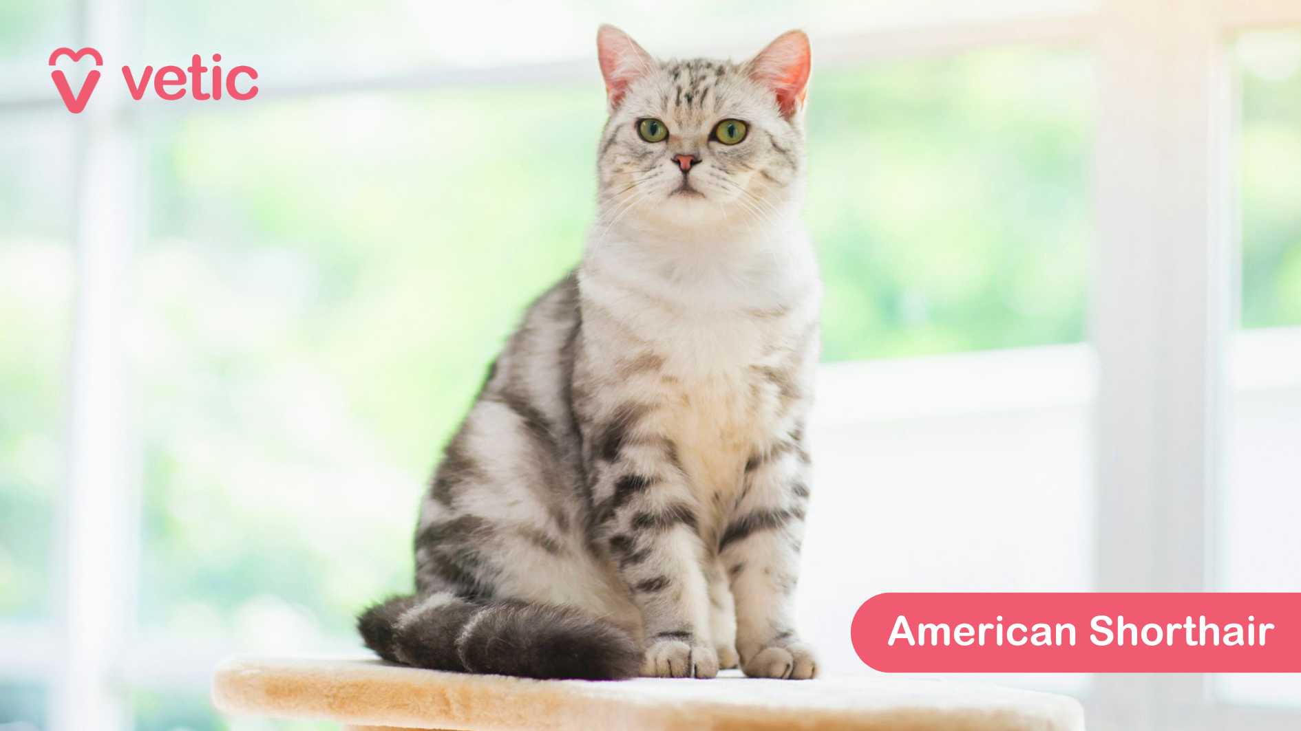 the American Shorthair, a cat breed renowned for its silver tabby coat with bold black stripes and striking green eyes. The cat sits confidently on a perch, surveying its surroundings with a calm yet observant expression. Its strong, muscular build reflects the breed’s history as a skilled hunter and adaptable companion. American Shorthairs are low-maintenance and well-suited for various climates, thanks to their dense, short coat, which provides protection while requiring minimal grooming. They are affectionate yet independent, making them great pets for families looking for a friendly but not overly demanding feline companion. The light background and blurred focus create a beautiful contrast, allowing the silver tabby pattern to stand out.