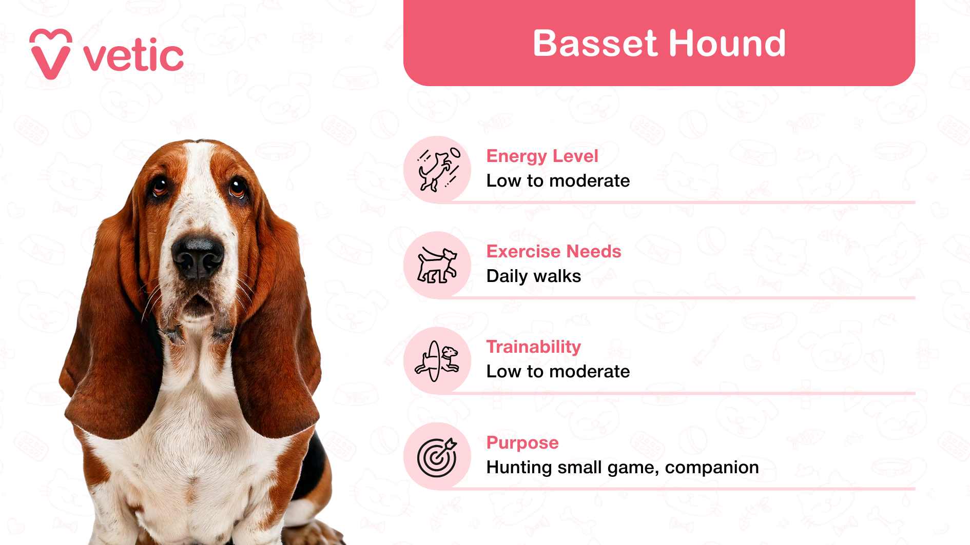 This image introduces the charming Basset Hound, celebrated as a family and kid-friendly dog breed in India. Known for their droopy ears and soulful eyes, Basset Hounds have a laid-back personality that makes them a perfect choice for families with children. Their gentle and loyal temperament ensures they get along wonderfully in family environments. The pink box on the right breaks down important details about this breed: Energy Level: Low to moderate, ideal for families looking for a relaxed but engaging companion. Exercise Needs: Daily walks are sufficient to keep them healthy and happy. Trainability: Low to moderate, requiring patient and consistent training efforts. Purpose: Initially bred for hunting small game, Basset Hounds have now become beloved companions for families.