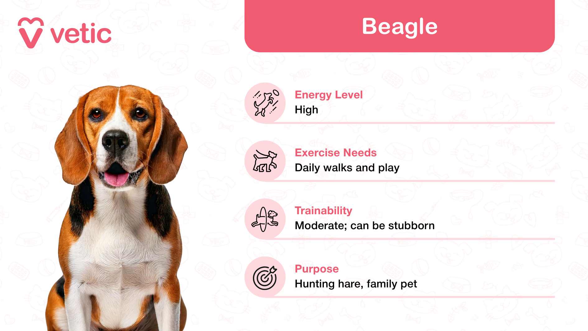 This image introduces the Beagle, an undeniably charming breed recognized as one of the best family and kid-friendly dog breeds in India. With their soulful eyes and playful personality, Beagles have a way of melting hearts effortlessly. Whether it's engaging in active play or snuggling up for some downtime, they adapt beautifully to family life. The pink box on the image breaks down important details: Energy Level: Beagles have a high energy level, perfect for families who enjoy outdoor activities or playful interactions. Exercise Needs: They thrive on daily walks and energetic playtime, making them great companions for kids who love to move. Trainability: They can be moderately trainable, although they may display a stubborn streak, which calls for patience and consistency during training. Purpose: Originally bred for hunting hares, Beagles have transitioned into lovable family pets.
