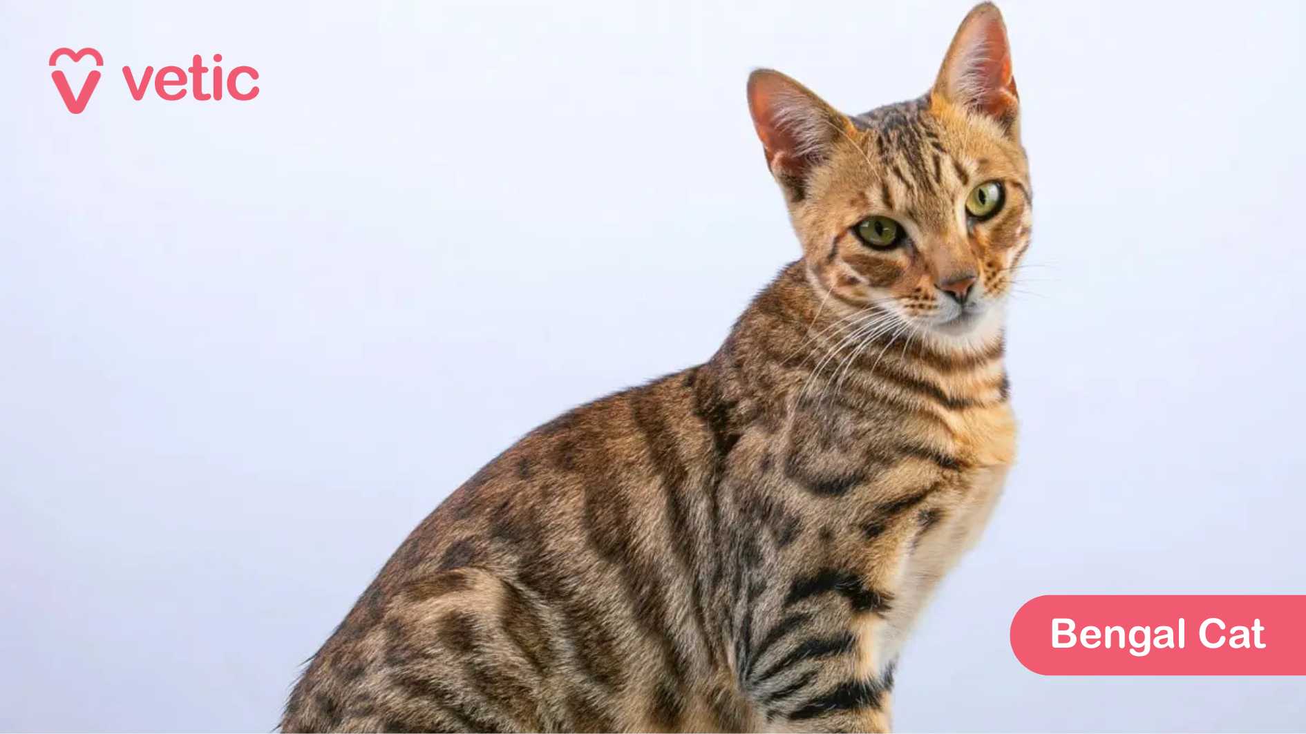 the Bengal Cat, a cat breed renowned for its striking spotted and marbled coat that gives it a wild, exotic appearance. The cat’s coat is a blend of rich golden and brown hues, with dark rosettes that resemble those of leopards, reinforcing its resemblance to its wild ancestors. Bengal Cats are known for their high energy, intelligence, and playful nature, making them excellent companions for active households. Their short, sleek coat requires minimal grooming and is well-suited to India’s climate. They are extremely agile and love climbing, often seeking high perches to survey their surroundings. The plain, light-colored background in this image enhances the cat’s natural beauty, drawing full attention to its vibrant eyes and intricate markings. The “Vetic” logo in the corner and the “Bengal Cat” label neatly frame the image, making it a standout feature for your blog on popular cat breeds in India.