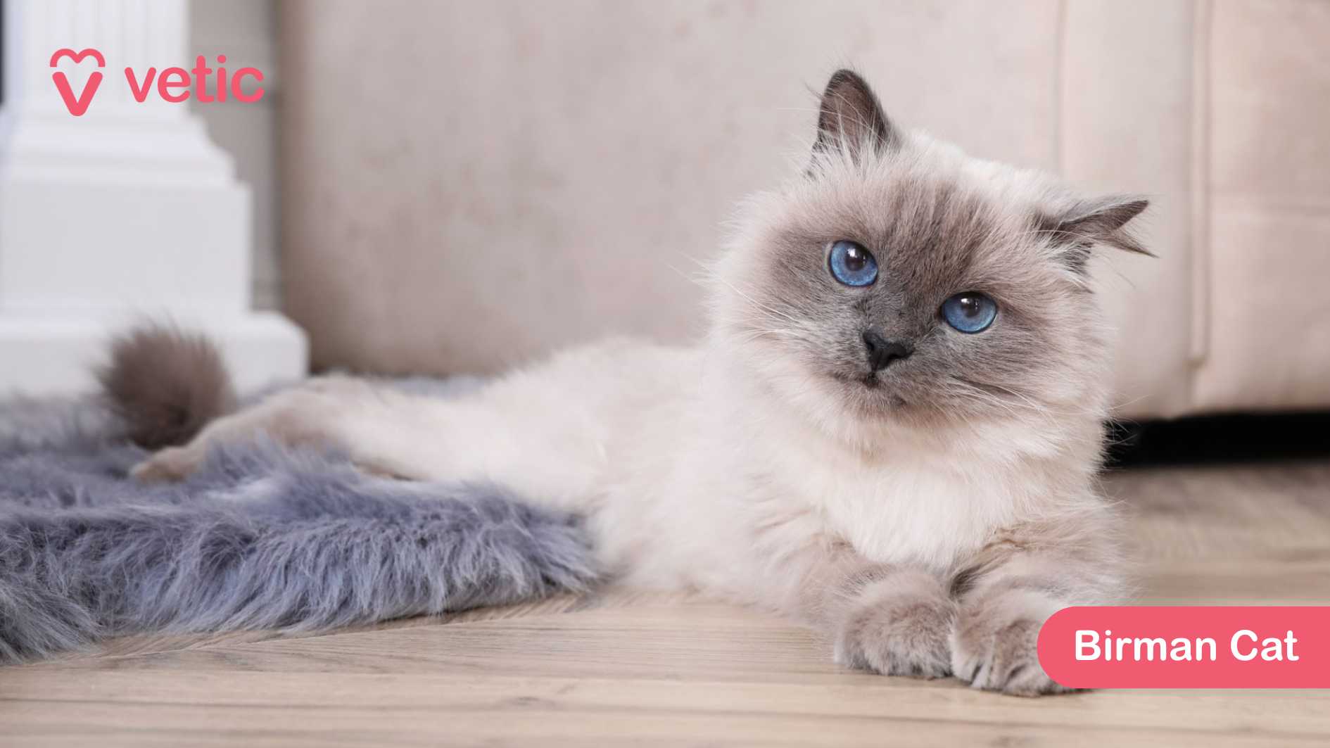 This image showcases the Birman Cat, a cat breed known for its silky fur, striking blue eyes, and distinctive color points on the face, ears, paws, and tail. The cat is resting on a soft, grey rug, with its fluffy tail elegantly positioned beside it. Though the cat’s face is blurred, its luxurious coat and well-groomed paws reflect its graceful nature. Birman Cats are gentle, affectionate, and sociable, making them excellent companions. Their medium-length coat requires moderate grooming, as it’s less prone to matting compared to other long-haired breeds. They are known for their calm demeanor and strong bonds with their families, often seeking out human company. The background featuring a white column and a beige couch adds a cozy, warm atmosphere to the image, complementing the breed’s serene disposition. The “Vetic” logo in the top left corner