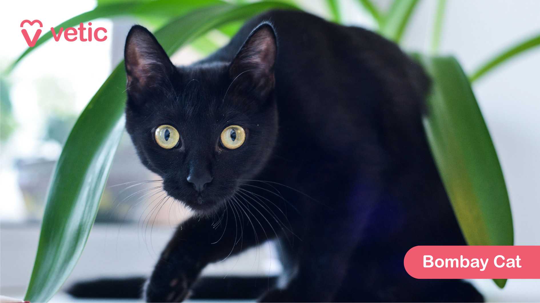 the Bombay Cat, a cat breed known for its sleek black fur and striking yellow eyes. The cat sits gracefully against a backdrop of lush green leaves, with its intense gaze adding an air of mystery and elegance. Its short, glossy coat gleams in the light, emphasizing the breed’s resemblance to a miniature black panther. Bombay Cats are affectionate, intelligent, and highly social, making them fantastic companions. Their smooth, low-maintenance fur allows them to adapt well to India's climate, requiring minimal grooming. They thrive in interactive environments, often forming strong bonds with their families. The “Vetic” logo in the top left corner reinforces the image’s purpose in the blog on popular cat breeds in India, while the “Bombay Cat” label in the bottom right ensures clarity in identification.
