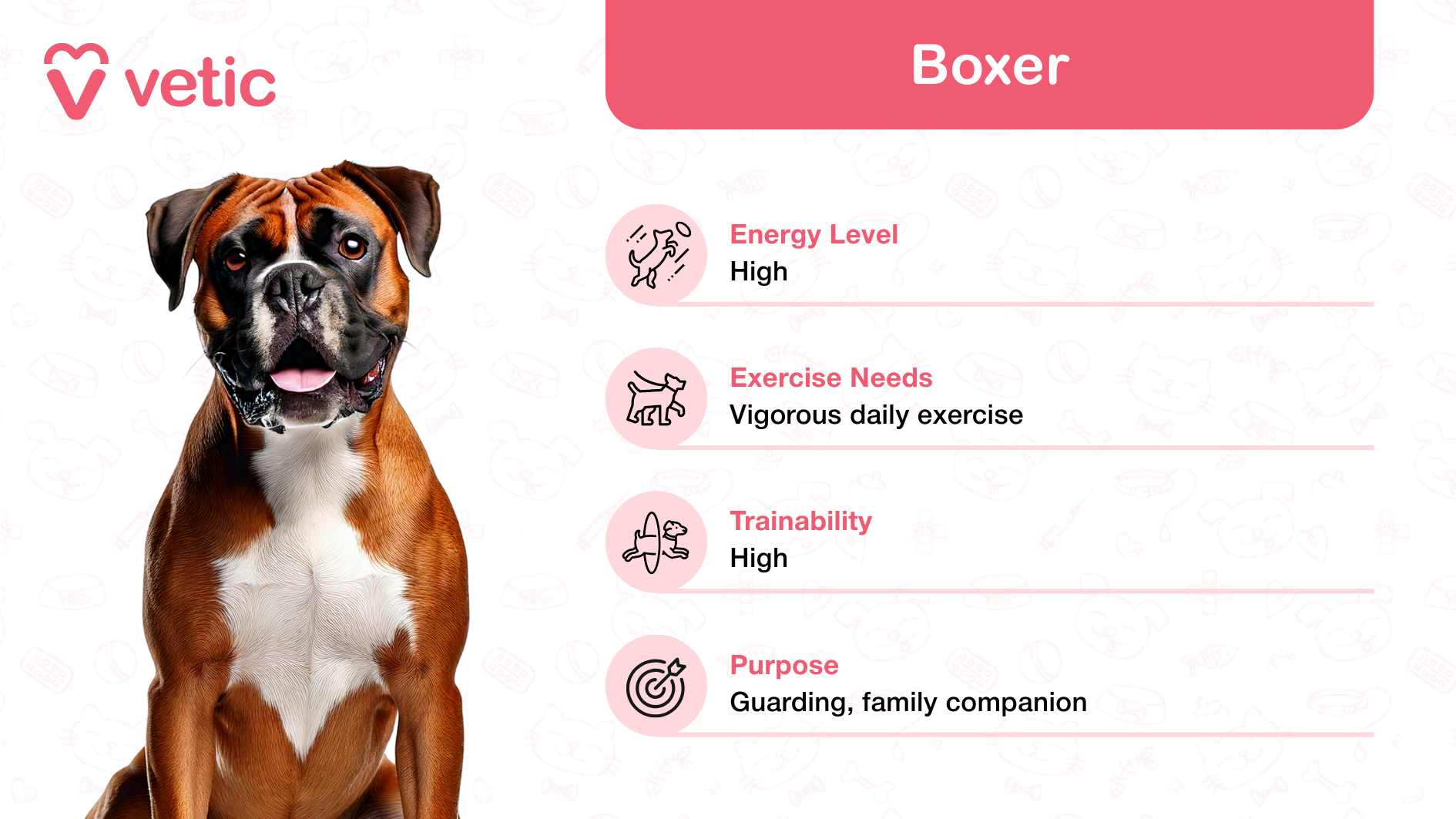 This image displays a Boxer, celebrated as a family and kid-friendly dog breed in India, with its dynamic and protective nature making it ideal for households that value both energy and loyalty. The breed is illustrated with a robust and muscular physique, embodying strength and alertness—a perfect companion for families with children. The image integrates a pink box on the top right labeled "Boxer," under which essential breed attributes are listed: Energy Level: High, indicating the breed’s enthusiasm for activities and play. Exercise Needs: Vigorous daily exercise, showcasing the importance of keeping them physically active. Trainability: High, reflecting their capability to learn and adapt quickly. Purpose: Guarding and family companionship, emphasizing their versatile roles as protectors and affectionate pets.