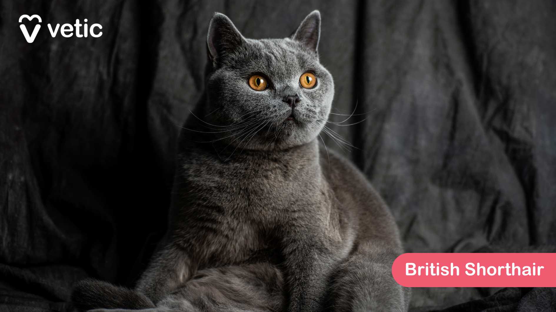 the British Shorthair, a cat breed known for its dense, plush coat and round, expressive eyes. The cat, sitting gracefully against a dark background, has a stunning grey fur that contrasts beautifully with its vivid orange eyes—a signature trait of the breed. Its calm and composed expression reflects the British Shorthair’s gentle, affectionate nature. British Shorthairs are adaptable and easygoing, making them excellent pets for families. Their short, thick coat requires minimal grooming, though occasional brushing keeps it in top condition. They tend to be independent yet loving, enjoying quiet companionship rather than being overly demanding. The “Vetic” logo in the top left corner and the pink label identifying the breed add a professional touch, reinforcing its place in the blog on popular cat breeds in India.