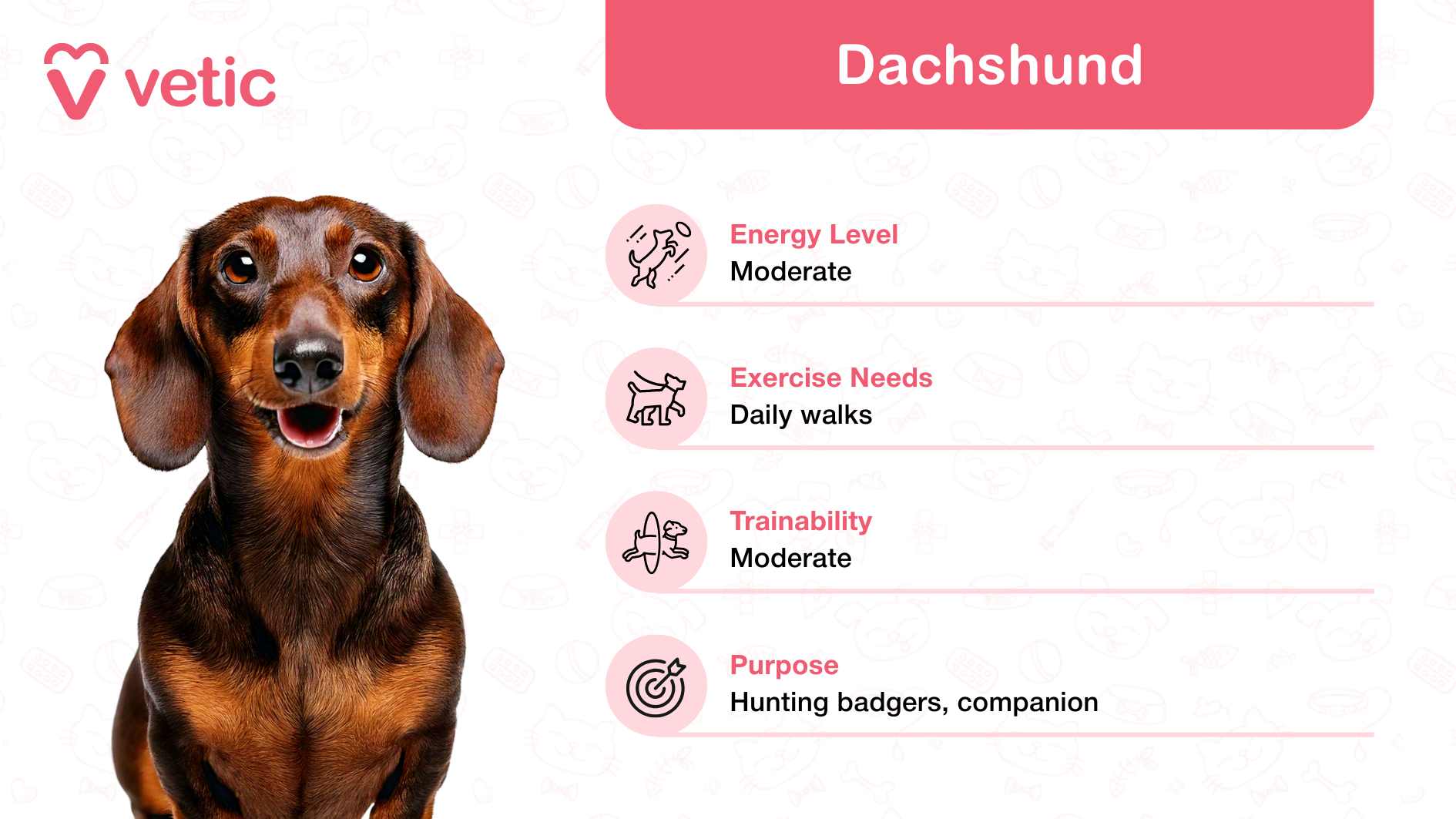 Dachshund, cherished as a family and kid-friendly dog breed in India, due to its playful and affectionate temperament. Although the dog's face is blurred, its iconic elongated body and endearing appearance are evident. The backdrop features a lively pattern of pet-related icons, adding a whimsical touch to the image's overall design. A pink box on the right provides detailed information about Dachshunds: Energy Level: Moderate, making them adaptable to both active families and quieter households. Exercise Needs: Requires regular daily walks, perfect for families with a consistent routine. Trainability: Moderate, suggesting they respond best to patient and consistent training methods. Purpose: Originally bred for hunting badgers, now adored as loyal and versatile companions.