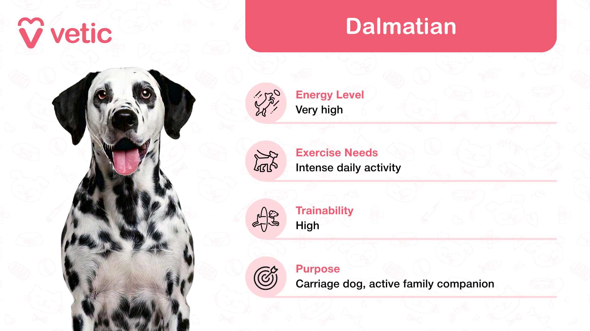 The image highlights a Dalmatian, cherished as a family and kid-friendly dog breed in India for its outgoing and playful nature. Though the dog's face is blurred, its characteristic white coat with black spots stands out as iconic. The clean white background, coupled with faint pet-themed outlines, adds simplicity and focus to the visual. In the top left corner, the "Vetic" logo establishes credibility and expertise. On the right side of the image, a vibrant pink box prominently features the breed's name, "Dalmatian," followed by concise details about their key traits: Energy Level: Very high, making them a great match for active families. Exercise Needs: Intense daily activity, highlighting their need for physical stimulation. Trainability: High, showcasing their ability to learn and adapt quickly. Purpose: Carriage dog and active family companion, emphasizing their historical significance and suitability as household pets.