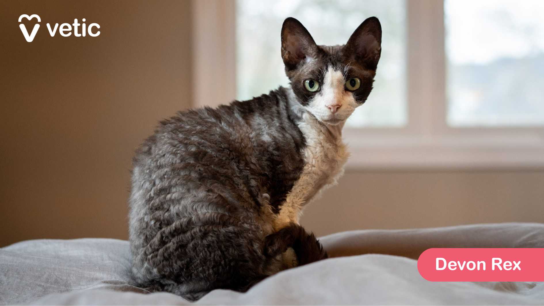 the Devon Rex, a cat breed known for its distinctive curly fur and large ears, giving it an elfin appearance. The cat is sitting comfortably on a soft bed, with a window in the background offering a glimpse of blurred scenery outside, adding depth and warmth to the image. The Devon Rex has a short, fine coat that makes it well-suited for India’s climate, requiring minimal grooming. These cats are playful, intelligent, and affectionate, often forming strong bonds with their owners. Their high energy levels make them fantastic companions for interactive play, and they are known to enjoy perching on shoulders. The placement of the “Vetic” logo in the corner adds a professional touch, reinforcing its role in your blog on popular cat breeds in India.