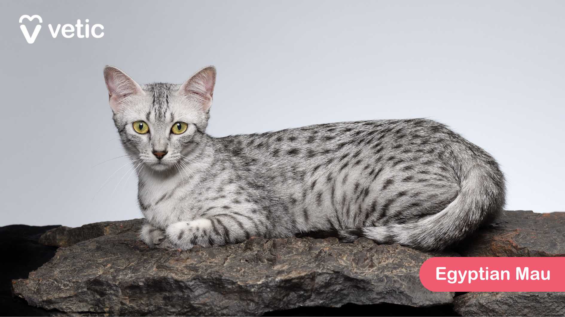This image beautifully captures the Egyptian Mau, a rare and ancient cat breed known for its natural spotted coat and exceptional agility. The cat is lying gracefully on a rock, showcasing its sleek silver fur adorned with distinct black spots, a hallmark of this breed. Its striking yellow eyes are sharp and alert, embodying the breed’s keen hunting instincts. Egyptian Maus are highly intelligent and active, thriving in environments where they have space to explore and play. Their short, fine coat makes them well-suited for India’s climate, requiring minimal grooming while maintaining their elegance. They form strong bonds with their families and are known for their loyal and affectionate nature, often following their owners around the house. The light gray background contrasts subtly with the cat’s coat, allowing its unique markings to stand out. The presence of the “Vetic” logo adds a professional touch to the image, reinforcing its place in your blog on popular cat breeds in India.