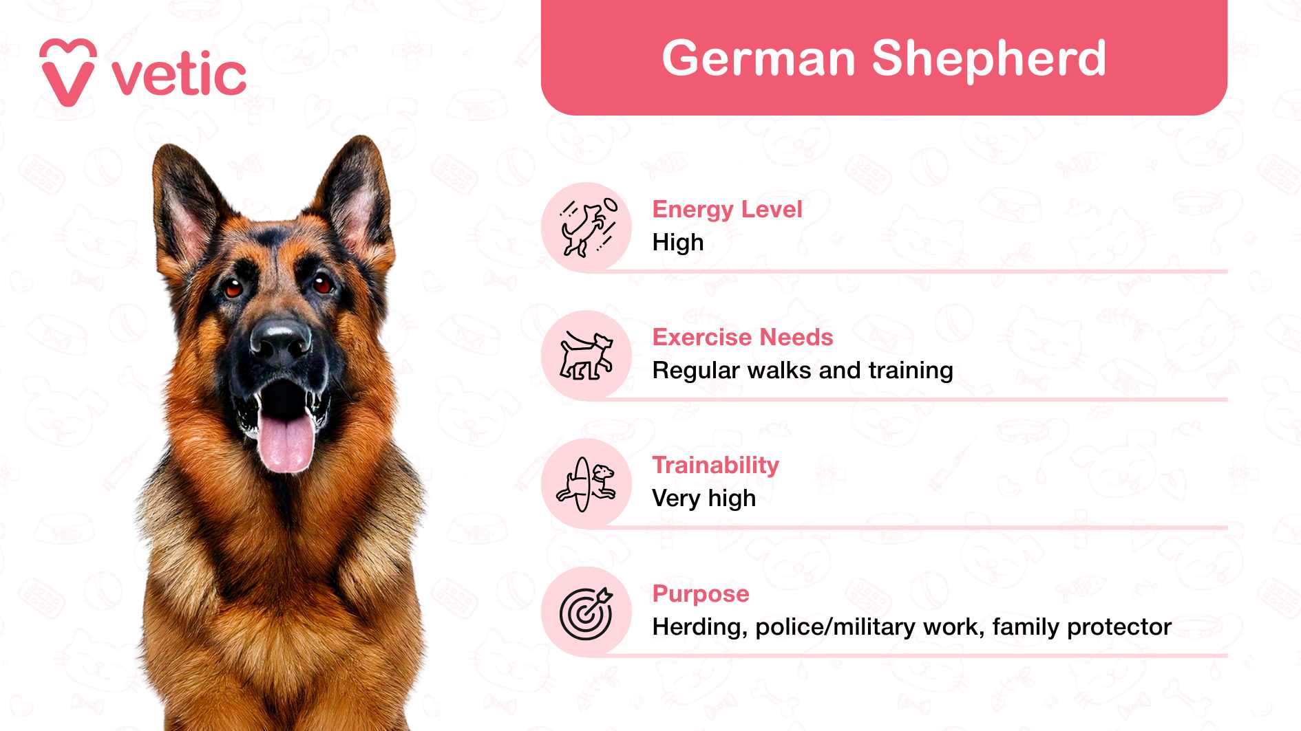 The image features a German Shepherd, celebrated as a family and kid-friendly dog breed in India due to its intelligence, loyalty, and protective instincts. This breed is depicted with an attentive posture, showcasing its alert and dependable nature—qualities that make it a great choice for families with children. The background contains a subtle pattern of pet-themed icons, lending a playful and relatable tone to the design. In the top left corner, the "Vetic" logo is displayed, further adding to the image's credibility. On the right side, essential details about German Shepherds are outlined in text: Energy Level: High, making them an active and engaging companion for families. Exercise Needs: Requires regular walks and consistent training to thrive. Trainability: Very high, reflecting their remarkable ability to learn and follow commands. Purpose: Known for herding, police/military work, and serving as loyal family protectors.