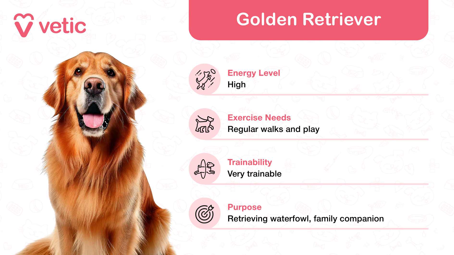 The image showcases a Golden Retriever, celebrated as a family and kid-friendly dog breed in India, for its affectionate and highly trainable nature. The depiction features a cheerful and energetic Golden Retriever, radiating warmth and charisma that makes it an ideal pet for families with children. The top left corner of the image displays the "Vetic" logo, adding credibility and a professional touch. On the right side, a vibrant pink box presents important details about Golden Retrievers: Energy Level: High, highlighting their active and playful temperament. Exercise Needs: Requires regular walks and interactive play sessions, making them perfect for households that enjoy outdoor activities. Trainability: Exceptionally trainable, showcasing their intelligence and eagerness to learn. Purpose: Originally bred for retrieving waterfowl, now cherished as loyal family companions.