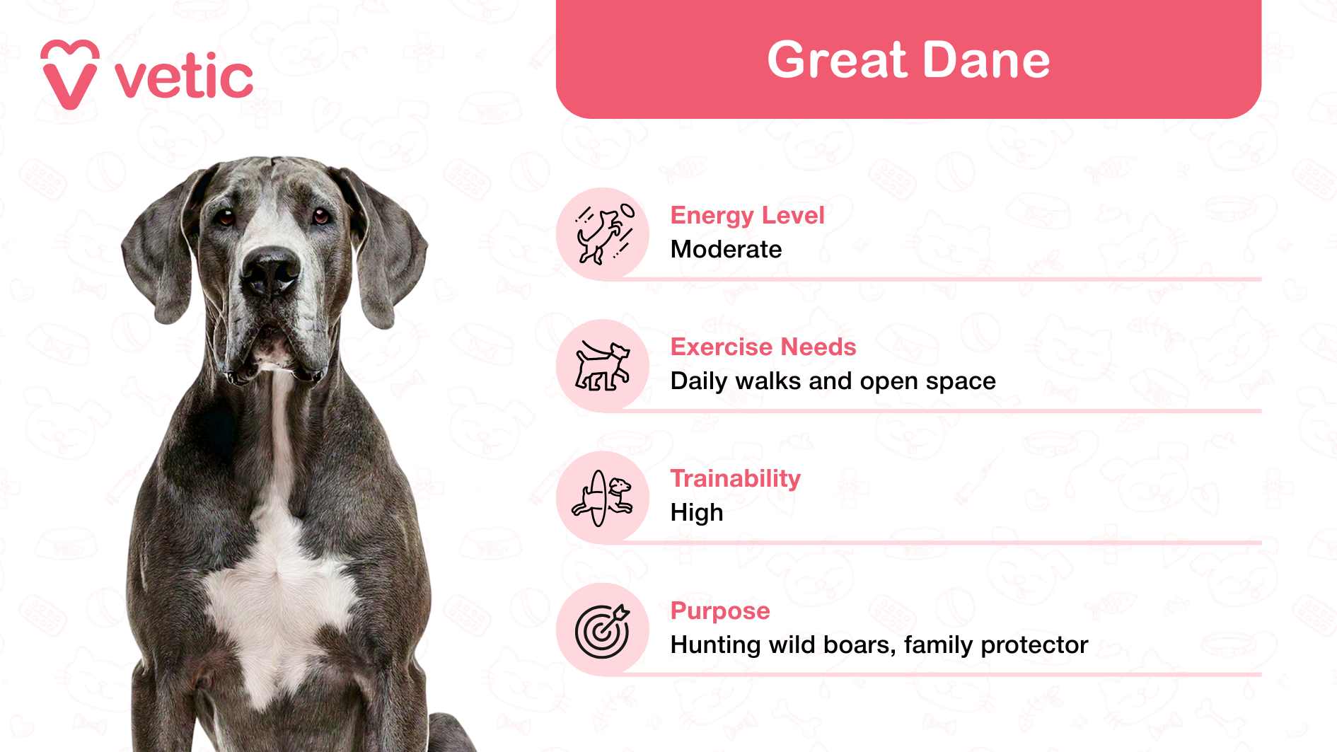 The image highlights a Great Dane, celebrated as a family and kid-friendly dog breed in India, due to its gentle and protective demeanor. Despite its imposing size, this breed is known for being affectionate and good-natured, making it a wonderful companion for families with children. The background features a pattern of pet-related icons, adding a playful and engaging touch to the design. On the top left corner, the "Vetic" logo adds an element of professionalism and credibility. On the right side, a pink banner presents key details about the Great Dane: Energy Level: Moderate, making it suitable for families who prefer a balanced, calm pet. Exercise Needs: Requires daily walks and ample open space, ideal for households with a yard or access to outdoor areas. Trainability: High, reflecting their intelligence and ease of learning. Purpose: Originally bred for hunting wild boars, now recognized as loyal protectors and gentle family members.