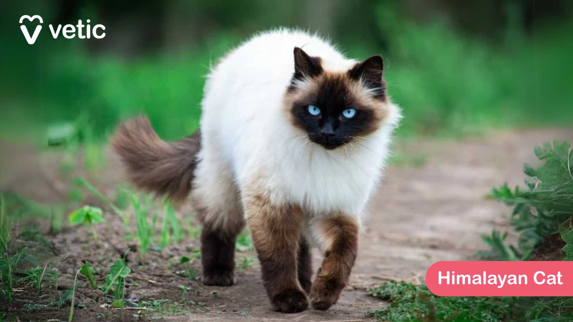 the Himalayan Cat, a stunning cat breed known for its distinctive colorpoint pattern and luxurious fur. The cat walks gracefully along a dirt path surrounded by lush greenery, adding to its serene and majestic appearance. Its striking blue eyes immediately draw attention, standing out against the dark facial mask, ears, paws, and tail, which contrast beautifully with its soft, creamy coat. Himalayan Cats are gentle, affectionate, and calm, making them fantastic companions. Their long, fluffy fur requires regular grooming to prevent matting, especially in warm climates. While they can adapt to India’s environment, keeping them cool and well-groomed is essential for their comfort. The backdrop of lush greenery enhances the cat’s tranquil demeanor, making this image an excellent representation of the breed’s elegance and beauty.