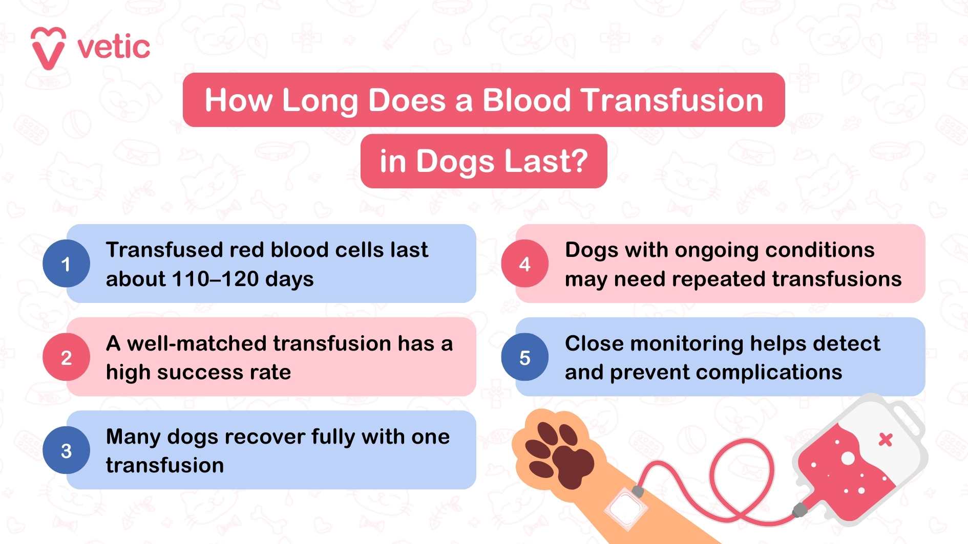How Long Does a Blood Transfusion in Dogs Last? Transfused red blood cells last about 110–120 days A well-matched transfusion has a high success rate Many dogs recover fully with one transfusion Dogs with ongoing conditions may need repeated transfusions Close monitoring helps detect and prevent complications