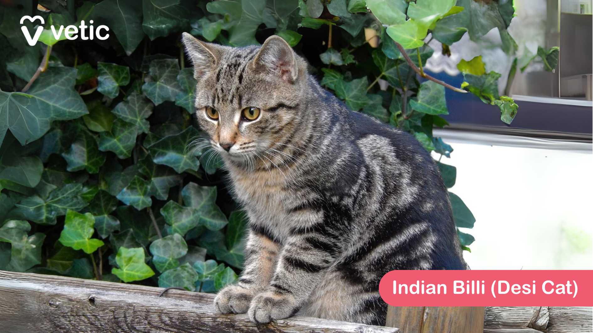 This image showcases the cat breed - Indian Billi (Desi Cat), a native breed commonly found across India. The cat, perched on a wooden surface, has a striking striped coat with shades of gray and black, reflecting its natural agility and adaptability. Its lean, muscular build is a testament to the breed’s survival skills, making it highly efficient in navigating urban and rural environments. The Indian Billi is well-suited to India's climate, thanks to its short coat, which requires minimal grooming. These cats are independent, intelligent, and excellent hunters, thriving both in households and in the wild. They are known for their playful and affectionate nature, making them great companions. The background of lush green ivy leaves adds a beautiful contrast to the cat’s neutral-toned fur, emphasizing its keen, focused gaze as it looks off-camera. This moment perfectly captures the essence of the Indian Billi—alert, resourceful, and effortlessly elegant.
