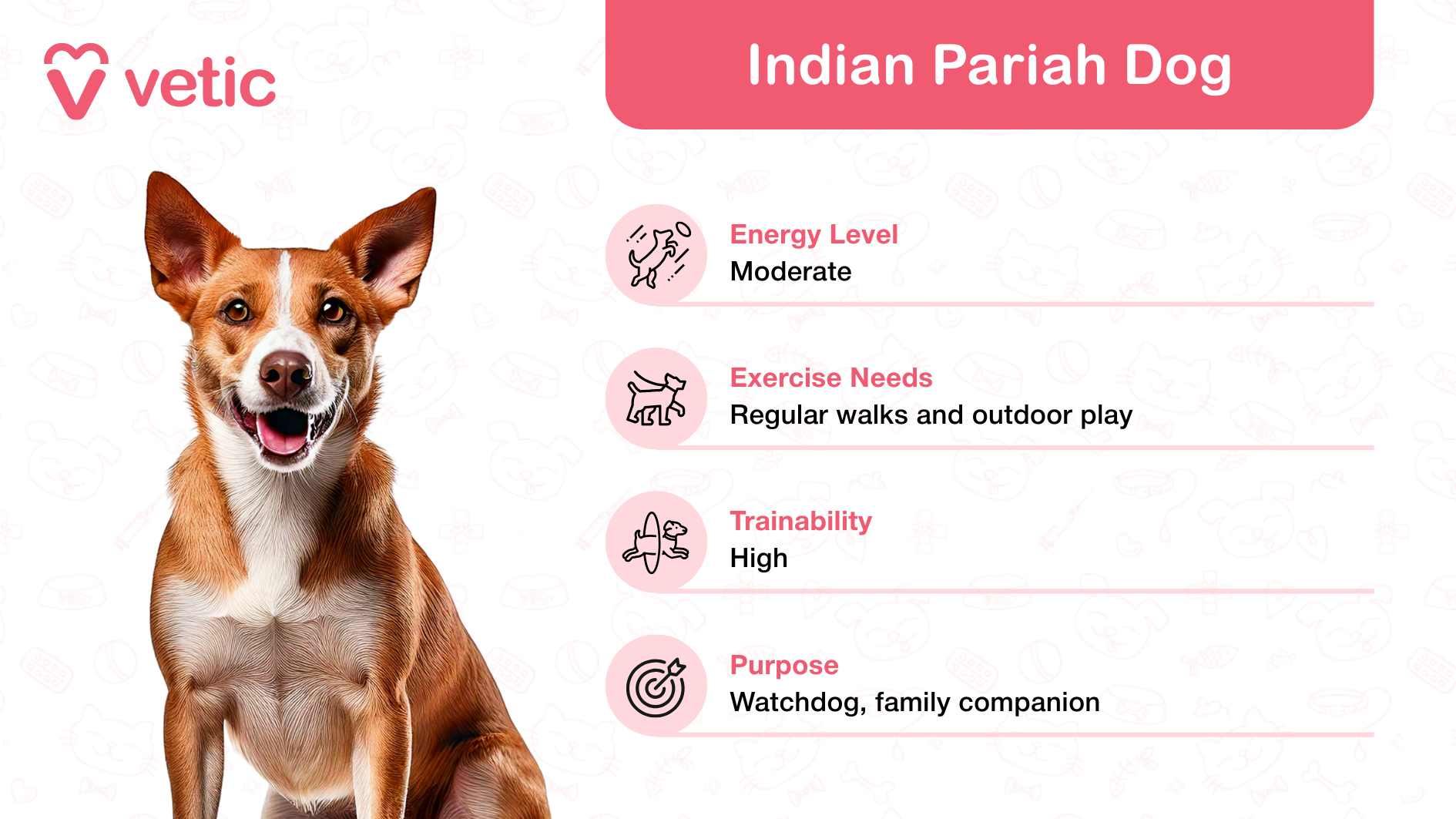The image provides an informative overview of the Indian Pariah Dog, a breed recognized as a family and kid-friendly dog breed in India due to its loyal and adaptable nature. The visual prominently features a picture of the dog in the foreground, showcasing its alert and friendly demeanor. A text section on the right side of the image outlines key attributes of the breed: Energy Level: Moderate, suggesting a balanced temperament suitable for family environments. Exercise Needs: Regular walks and outdoor play, ideal for active households with children. Trainability: High, reflecting their intelligence and willingness to learn. Purpose: Watchdog and family companion, emphasizing their protective and affectionate qualities.