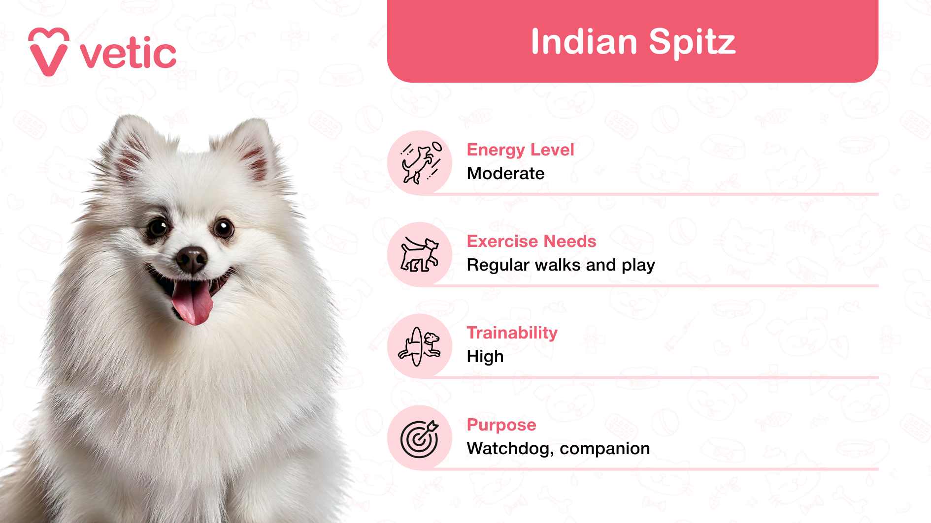 The image features an Indian Spitz, celebrated as a family and kid-friendly dog breed in India, thanks to its loyal and playful temperament. Although the dog's face is slightly blurred, the image captures its fluffy white coat, embodying the breed's charming and energetic nature. The background includes pet-themed icons, adding a lively and engaging element to the visual composition. A pink banner on the right side provides detailed information about Indian Spitz dogs: Energy Level: Moderate, making them perfect for families seeking a balanced and active pet. Exercise Needs: Regular walks and play, ideal for households with children who enjoy interactive activities. Trainability: High, showcasing their intelligence and ability to learn quickly. Purpose: Watchdog and companion, emphasizing their versatile roles as protectors and affectionate pets.