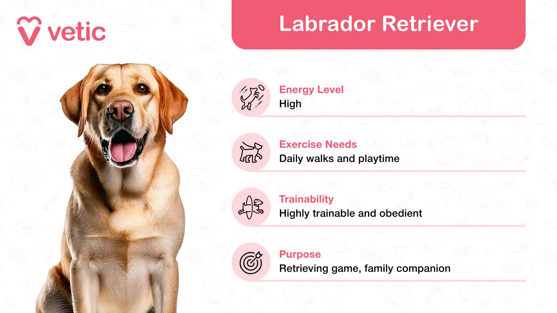 The image highlights a Labrador Retriever, celebrated as a family and kid-friendly dog breed in India, owing to its gentle and sociable personality. Though the face is blurred in the image, the essence of the breed's affable and approachable demeanor is captured. Labrador Retrievers are famously loyal, making them ideal for families and children. The image includes a pink section on the right detailing key characteristics of this breed: Energy Level: High, suitable for active households where regular playtime and interaction are appreciated. Exercise Needs: Daily walks and playtime, ensuring both mental and physical stimulation. Trainability: Highly trainable and obedient, highlighting their intelligence and eagerness to please. Purpose: Initially bred for retrieving game, they now serve as beloved family companions.