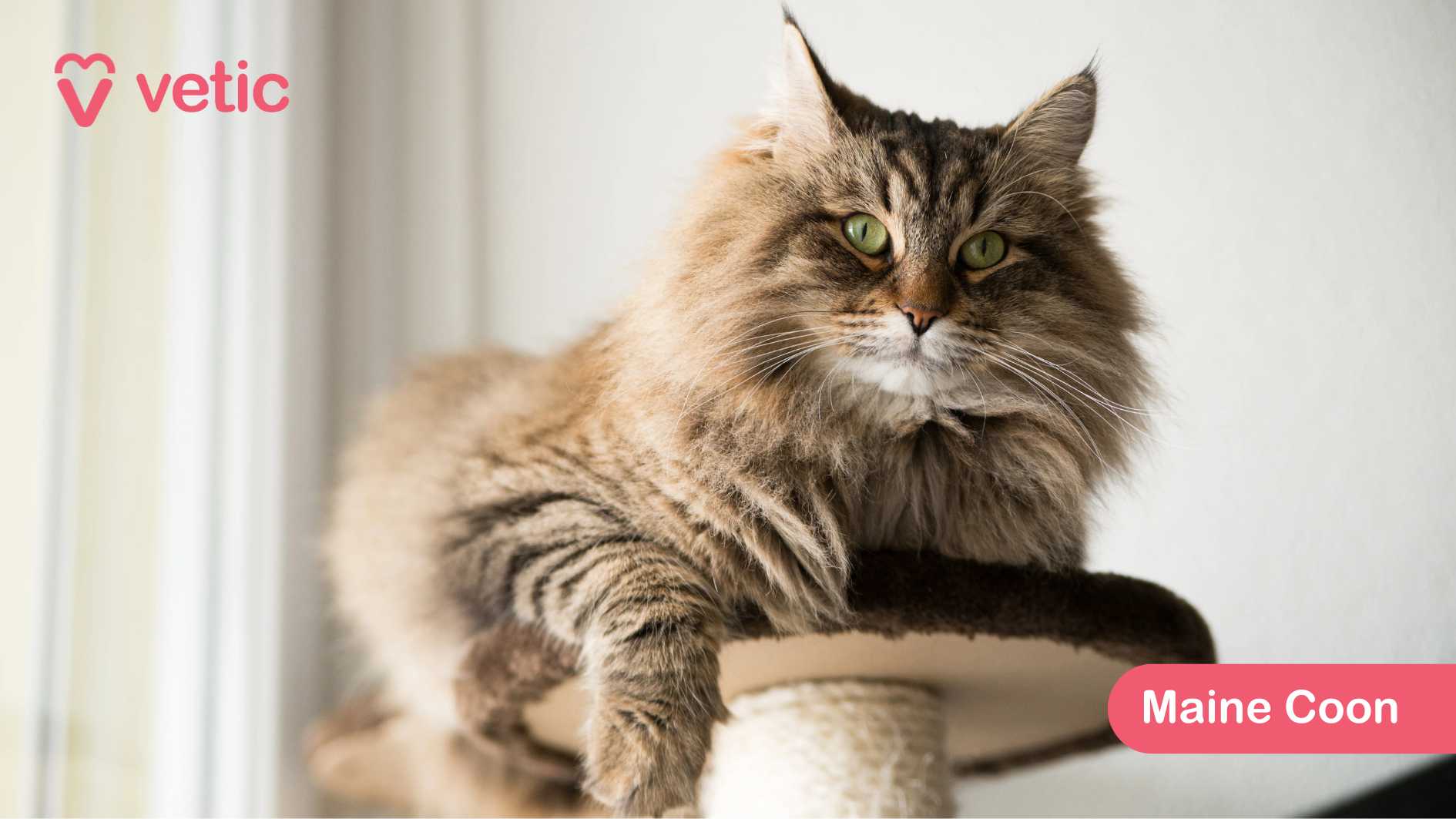 This image beautifully captures the cat breed - Maine Coon, a breed known for its large size, long fur, and bushy tail. The cat is lounging on a cat tree, comfortably draping one of its paws over the edge, giving it a relaxed and confident posture. Its striking green eyes add to its regal presence, contrasting beautifully against its rich brown and black coat. The background is light-colored, making the cat stand out and emphasizing its impressive features. The Maine Coon is a fairly adaptable breed for India's climate, although its thick fur requires regular grooming to prevent overheating and matting. These cats are gentle giants, known for their social, affectionate, and intelligent nature, making them fantastic companions. They enjoy climbing and exploring, so a cat tree is an ideal spot for them to lounge and observe their surroundings.