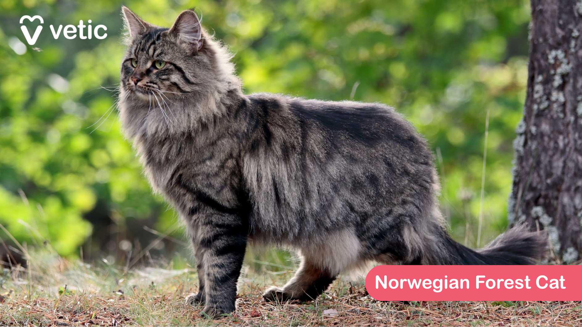 The Norwegian Forest Cat, a cat breed known for its long, thick, and fluffy coat that helps it withstand harsh Nordic winters. The cat’s fur is a stunning mix of dark and light gray, adding to its majestic presence. Standing confidently on grassy and slightly rocky terrain, the cat looks right at home in the outdoors, reinforcing its reputation as a skilled climber and an adventurous feline. Norwegian Forest Cats have a dense double-layer coat, making them less suited to India's warm climate. Keeping them comfortable requires consistent grooming to prevent matting and ensuring they stay in cool, well-ventilated spaces. This breed is affectionate but independent, often forming strong bonds with its family while enjoying moments of solitude.