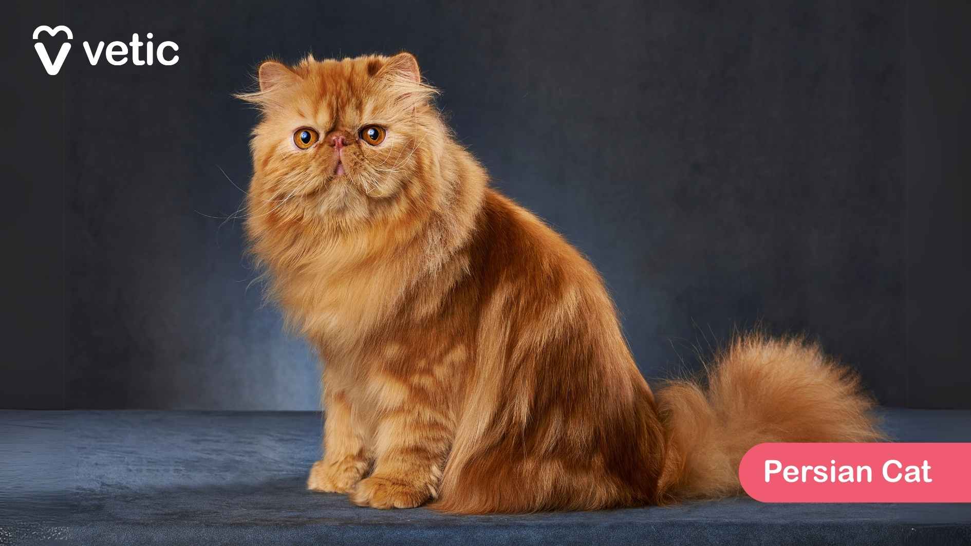 the Persian Cat, a breed celebrated for its long, luxurious coat and signature flat-faced appearance. The cat stands gracefully on a grey surface, raising one paw in what seems to be a curious or playful gesture. Its fluffy white fur, accented with light orange shading on the ears, paws, and tail, creates a soft and refined look. Persian Cats are known for their gentle, calm temperament, making them affectionate and relaxed companions. Their dense coat requires regular grooming to prevent matting and keep it looking pristine. These cats thrive in quiet, comfortable environments, where they can enjoy lounging and human attention. The grey background subtly complements the cat's coat, allowing its rich texture to stand out.