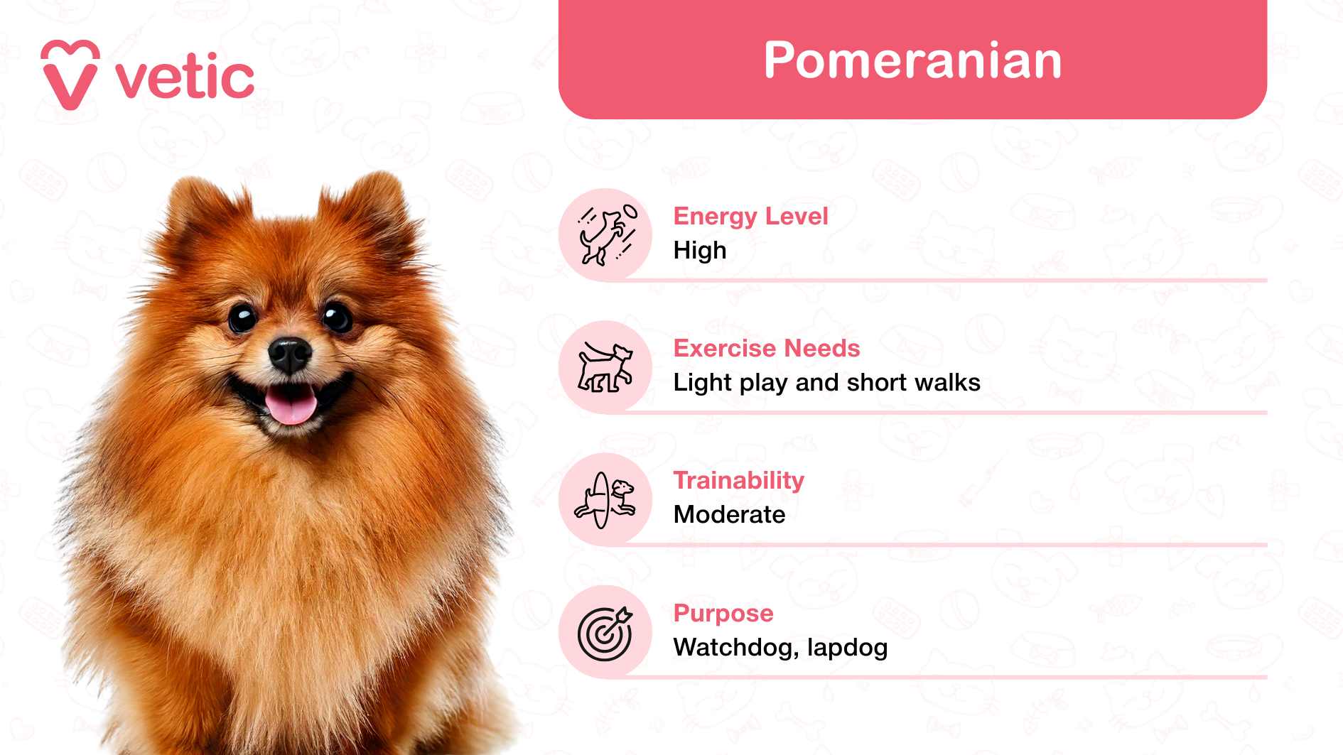 The image captures a Pomeranian, celebrated as a family and kid-friendly dog breed in India, owing to its cheerful and affectionate temperament. The visual highlights a fluffy, white Pomeranian with an endearing expression, embodying its role as an engaging and lively companion for families and children. On the right side of the image, essential details about the Pomeranian are neatly arranged within a pink banner: Energy Level: High, showcasing their lively and playful nature. Exercise Needs: Light play and short walks, making them ideal for families with limited time or outdoor space. Trainability: Moderate, indicating that they can be trained effectively with consistent effort and positive reinforcement. Purpose: Watchdog and lapdog, emphasizing their versatile role in providing both security and affection.