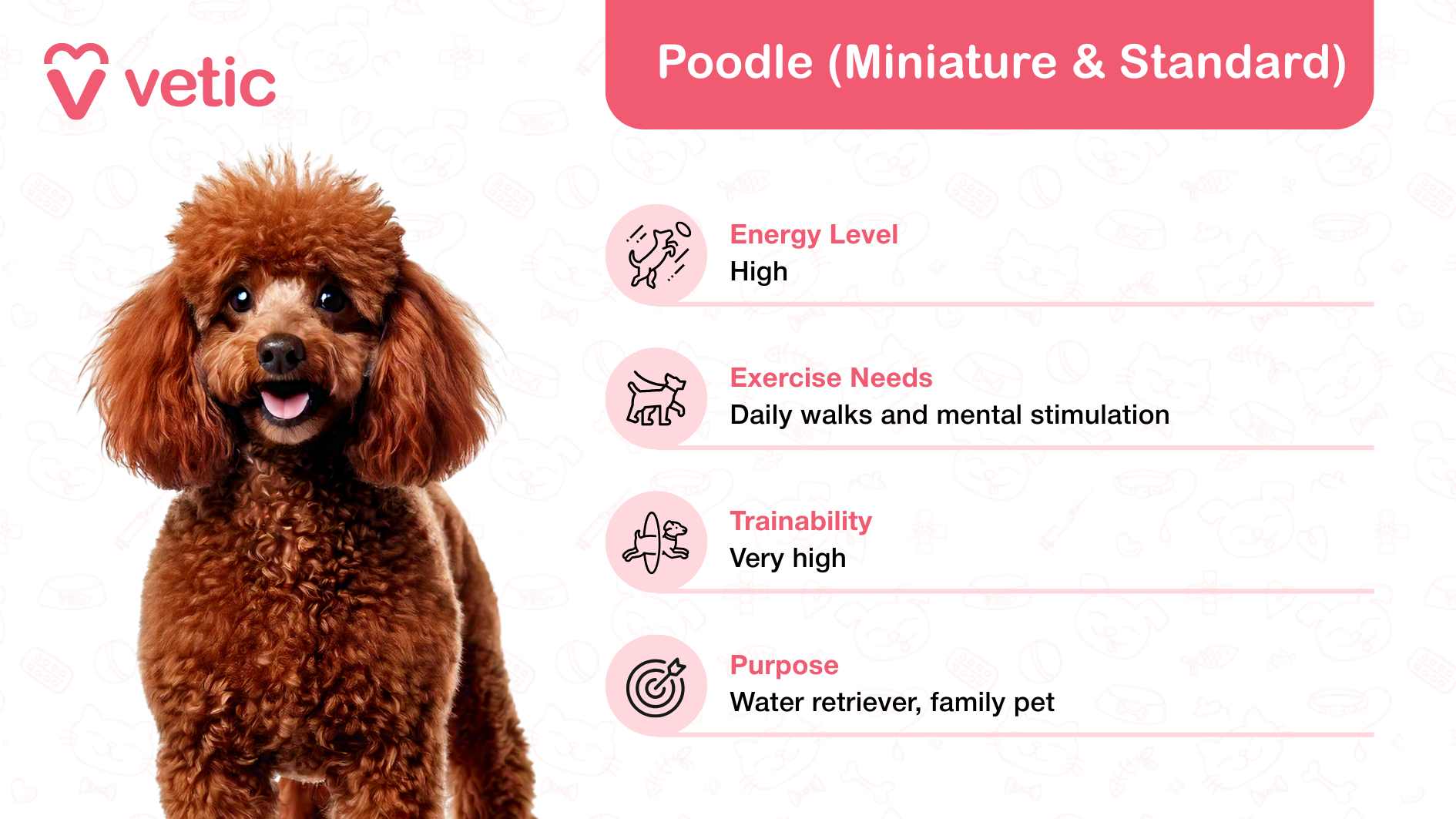 Poodle (Miniature & Standard), celebrated as a family and kid-friendly dog breed in India, for its playful and intelligent demeanor. The Poodle is depicted with a brown, curly coat and a cheerful expression, positioned on the left side of the image. This visual representation highlights their engaging and sociable nature, making them ideal companions for children and families. On the right side, a detailed pink banner at the top reads "Poodle (Miniature & Standard)," bringing focus to the breed. Below this, additional information outlines key attributes of Poodles: Energy Level: High, perfect for active households with children. Exercise Needs: Requires daily walks and mental stimulation, ideal for families who enjoy interactive playtime. Trainability: Very high, showcasing their remarkable adaptability and ease of learning. Purpose: Originally bred as water retrievers, now cherished as loyal and versatile family pets.