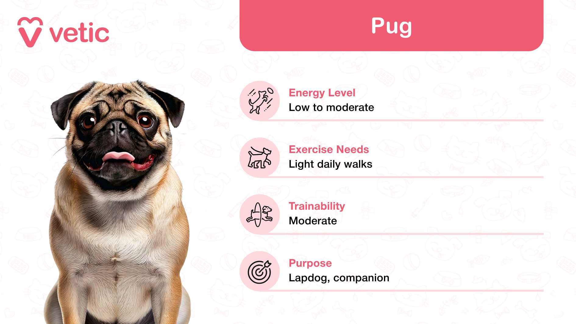 Pug, widely cherished as a family and kid-friendly dog breed in India, thanks to its affectionate and adaptable nature. The background features a subtle pattern of pet-related icons, enhancing the visual charm and relevance to the theme. In the top left corner, the "Vetic" logo reinforces credibility and expertise. The pink box in the top right corner prominently displays the word "Pug," drawing attention to the breed. Below it, four sections provide concise details about Pugs: Energy Level: Low to moderate, making them suitable for families looking for a low-maintenance pet. Exercise Needs: Light daily walks, perfect for urban households or families with limited outdoor space. Trainability: Moderate, indicating that consistent and gentle training is recommended. Purpose: Lapdog and companion, highlighting their role as affectionate and loyal family members.