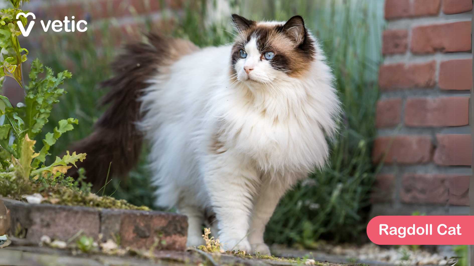 the Ragdoll Cat, a breed adored for its silky, semi-long fur and striking blue eyes. The cat stands gracefully on a brick pathway, surrounded by lush greenery, creating a serene, picturesque setting. Its soft white coat, complemented by darker markings on its ears and tail, enhances its elegant and gentle demeanor. Ragdoll Cats are affectionate, laid-back, and highly sociable, often forming strong bonds with their families. Their plush coat requires moderate grooming, ensuring it stays free of tangles and maintains its luxurious softness. They are known for their docile nature, often relaxing into their owner’s arms with their signature “floppy” posture. The brick wall and greenery in the background add depth to the composition, subtly complementing the cat’s calming presence.