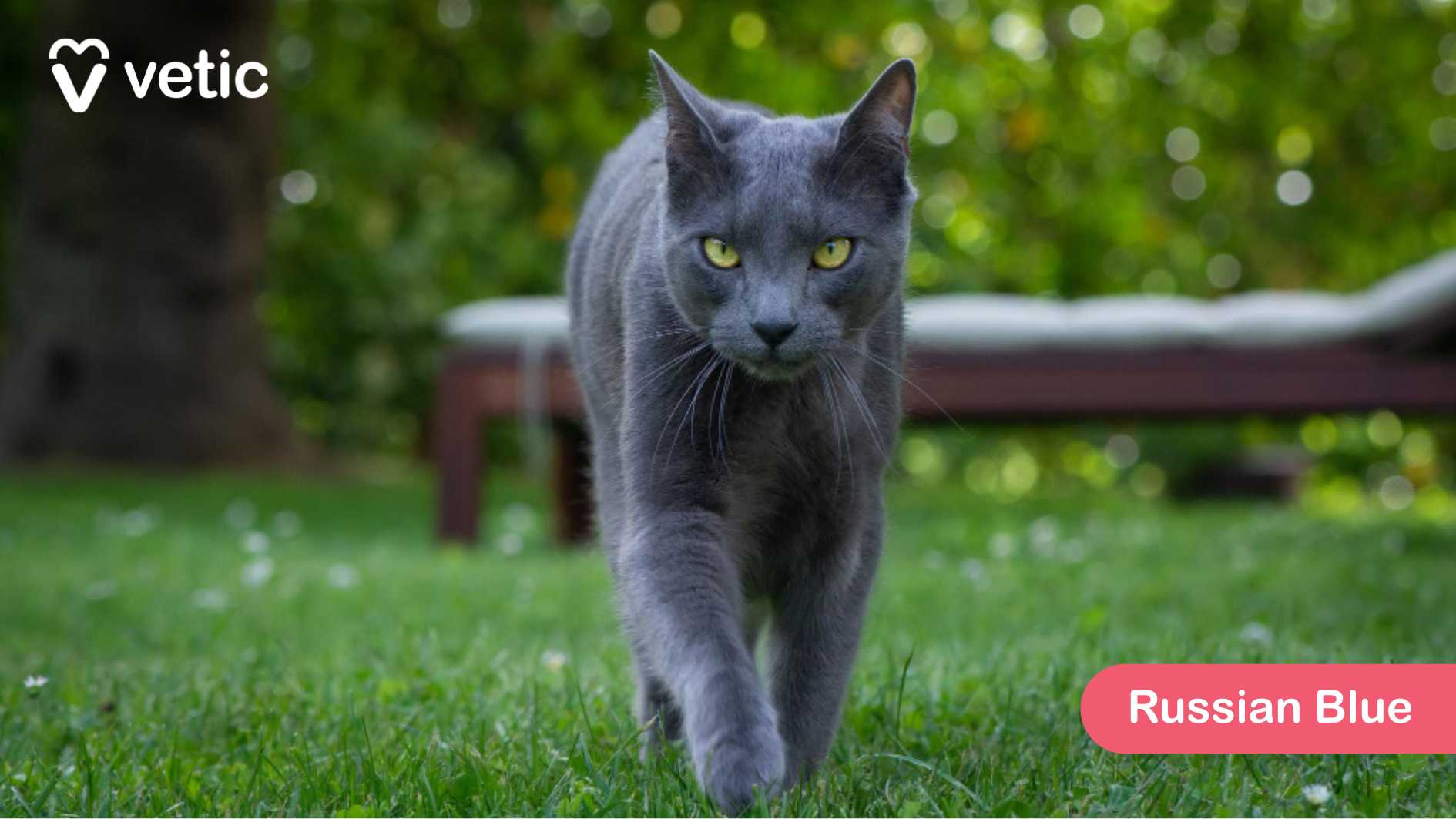 the Russian Blue, a cat breed admired for its sleek, bluish-gray coat and striking yellow-green eyes. The cat is captured mid-walk on a lush green lawn, moving gracefully towards the camera. Its short, dense fur appears soft and well-groomed, reflecting the breed’s reputation for having one of the most luxurious coats among shorthair cats. Russian Blues are intelligent, quiet, and deeply loyal, forming strong bonds with their families. Their double-layered coat requires minimal grooming, yet provides them with excellent insulation, making them adaptable to different climates. They are known for their reserved yet affectionate nature, often seeking attention on their own terms. The blurred background featuring a bench and greenery subtly frames the cat’s elegant stance
