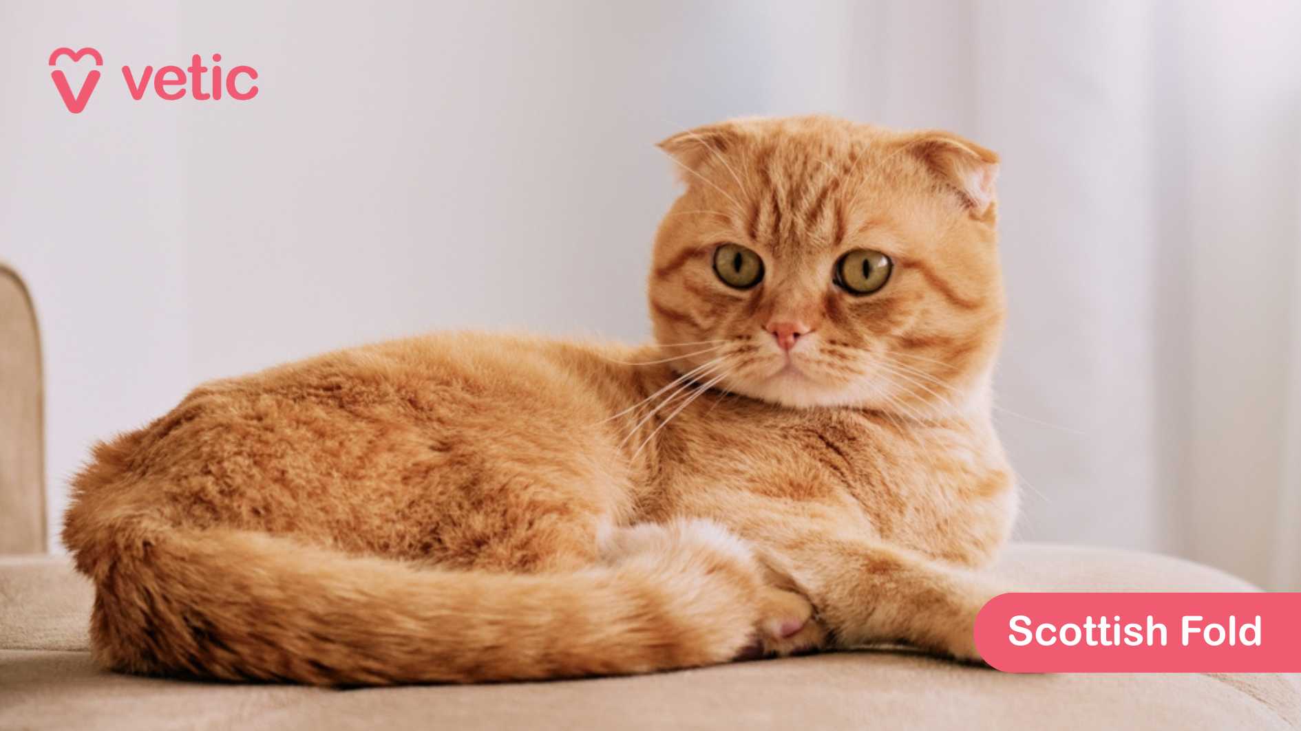 This image beautifully highlights the Scottish Fold, a cat breed recognized for its distinctive folded ears and round, expressive eyes. The cat, lounging on a flat surface, has a light orange coat adorned with darker stripes, giving it a warm, golden glow. Its large, round eyes enhance its gentle and inquisitive expression, making it look both curious and calm. Scottish Folds are known for their sweet, affectionate temperament, often forming strong bonds with their families. Their dense, plush coat requires moderate grooming, ensuring they stay comfortable in warmer climates. They are quiet and adaptable, thriving in homes where they receive ample attention and care.