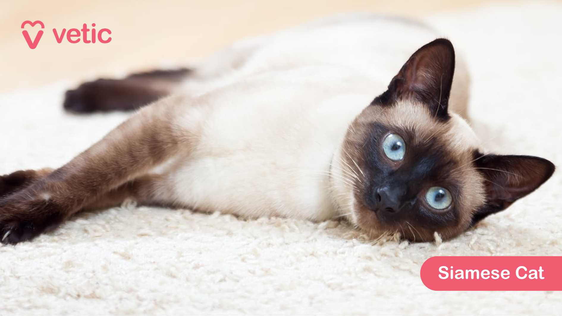 the Siamese Cat, a cay breed renowned for its distinctive color points and striking blue eyes. The cat is comfortably lying on a light-colored carpet, creating a soft contrast that enhances its elegant appearance. Its dark ears, face, paws, and tail stand out against its creamy body, a signature trait of the breed’s unique coat pattern. Siamese Cats are social, vocal, and intelligent, known for forming strong bonds with their families. Their short, sleek coat is low-maintenance, making them well-suited for various climates. They thrive on interaction and love engaging with people, often following their owners around the house.