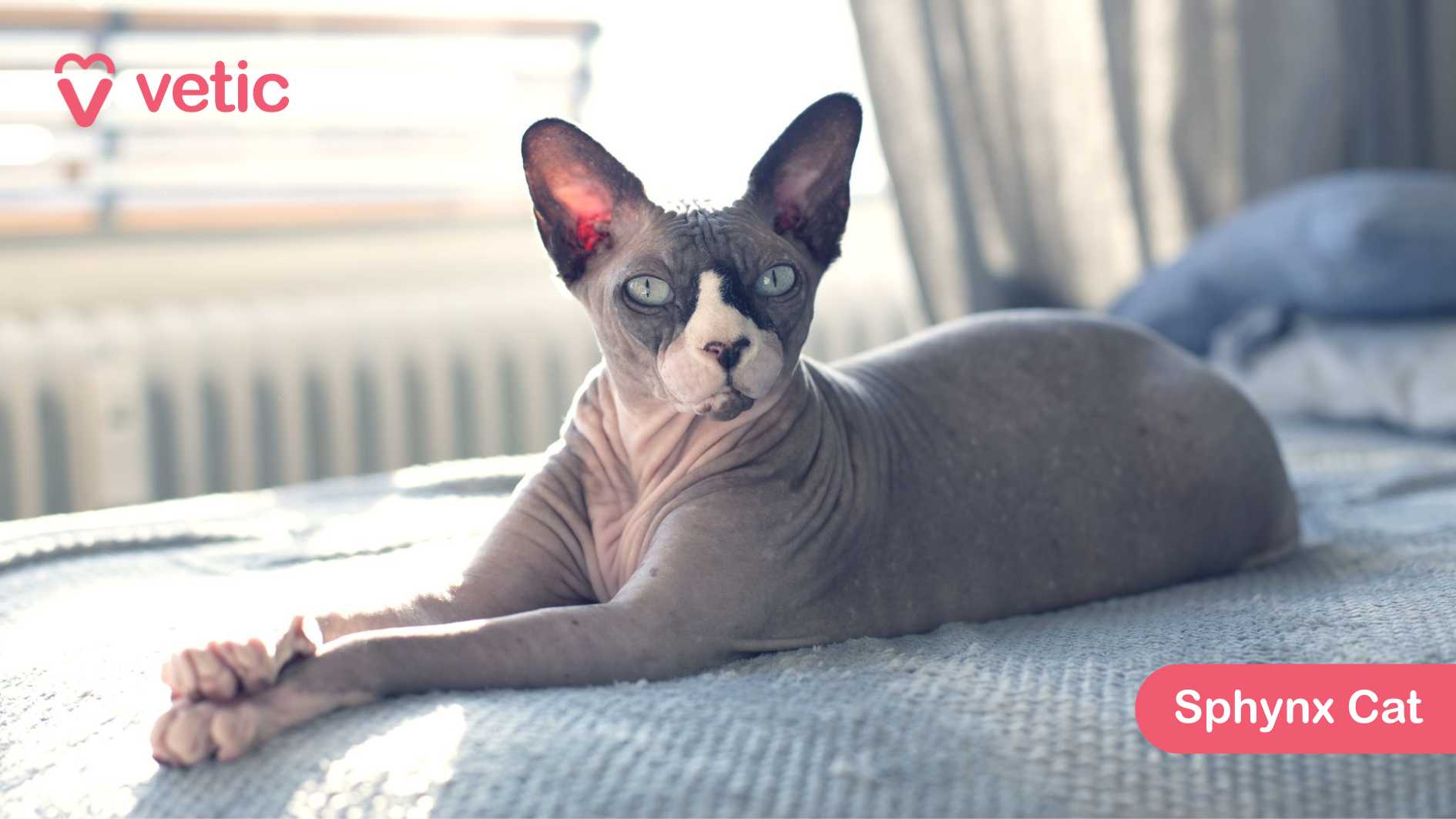 the Sphynx Cat, a breed renowned for its hairless, wrinkled skin and large, bat-like ears. The cat is lying comfortably on a bed, basking in the warm glow of natural light streaming through a window in the background. Its smooth, peach-toned skin contrasts elegantly with the soft bedding, adding to its unique and striking presence. Sphynx Cats are affectionate, playful, and highly social, often craving human companionship. Due to their lack of fur, they require regular skin care, including bathing to prevent oil buildup. Their high metabolism keeps them warm, but they may need extra protection in cooler temperatures.
