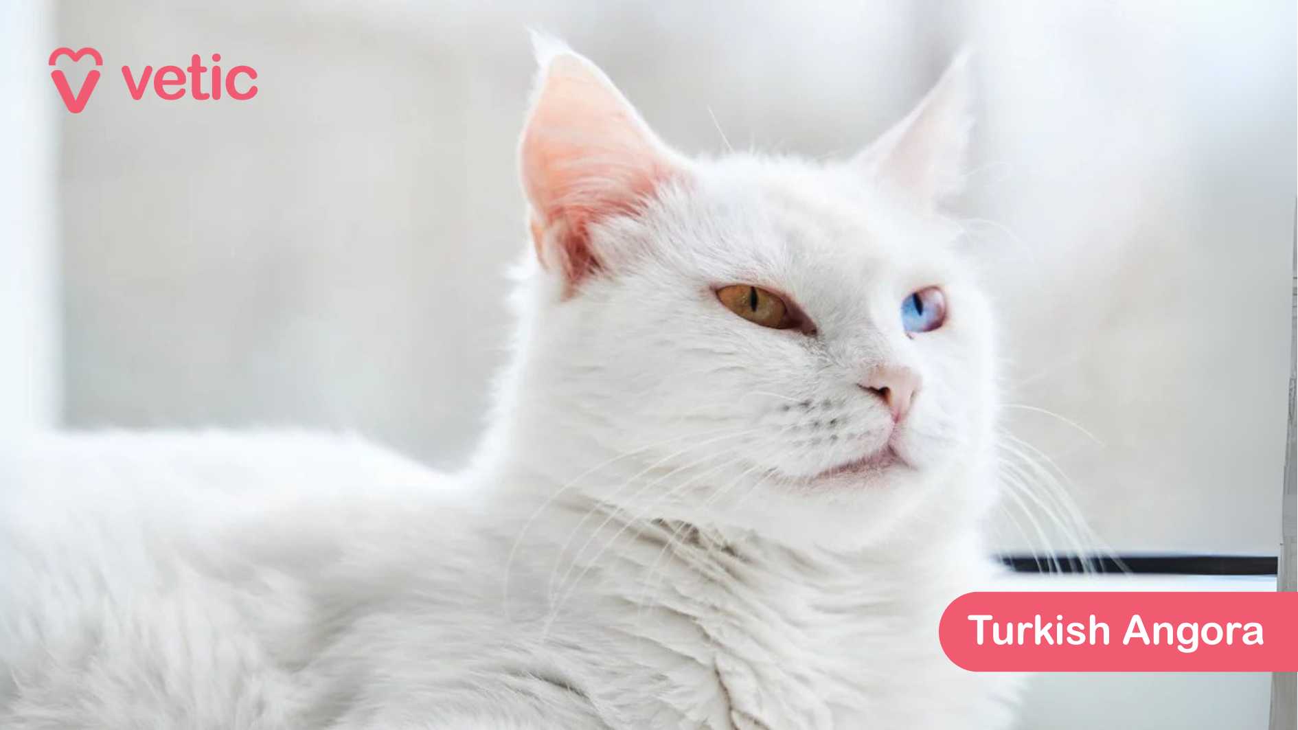 the Turkish Angora, a cat breed admired for its silky, fine coat and elegant build. The cat’s striking heterochromia—one blue eye and one amber eye—adds to its mystique, making it particularly eye-catching. Its pure white fur, well-groomed and soft, reflects the breed’s graceful demeanor and athletic nature. Turkish Angoras are known for their intelligence, playful spirit, and affectionate personality, making them excellent companions. Their single-layer coat requires minimal grooming, though occasional brushing helps maintain its pristine texture. They are social and highly interactive, often forming strong bonds with their families. The backdrop of a soft, blurred interior setting, likely near a window, adds a tranquil and refined atmosphere to the image.