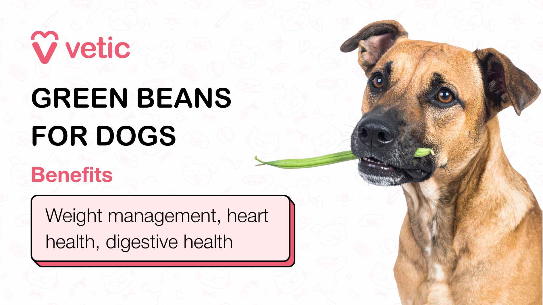 It highlights the benefits of green beans for dogs in an engaging manner. Central to the design is a playful dog holding a green bean in its mouth, likely symbolizing the health benefits of vegetables for dogs. The text is neatly formatted, focusing on the advantages of green beans: "Weight management, heart health, digestive health."