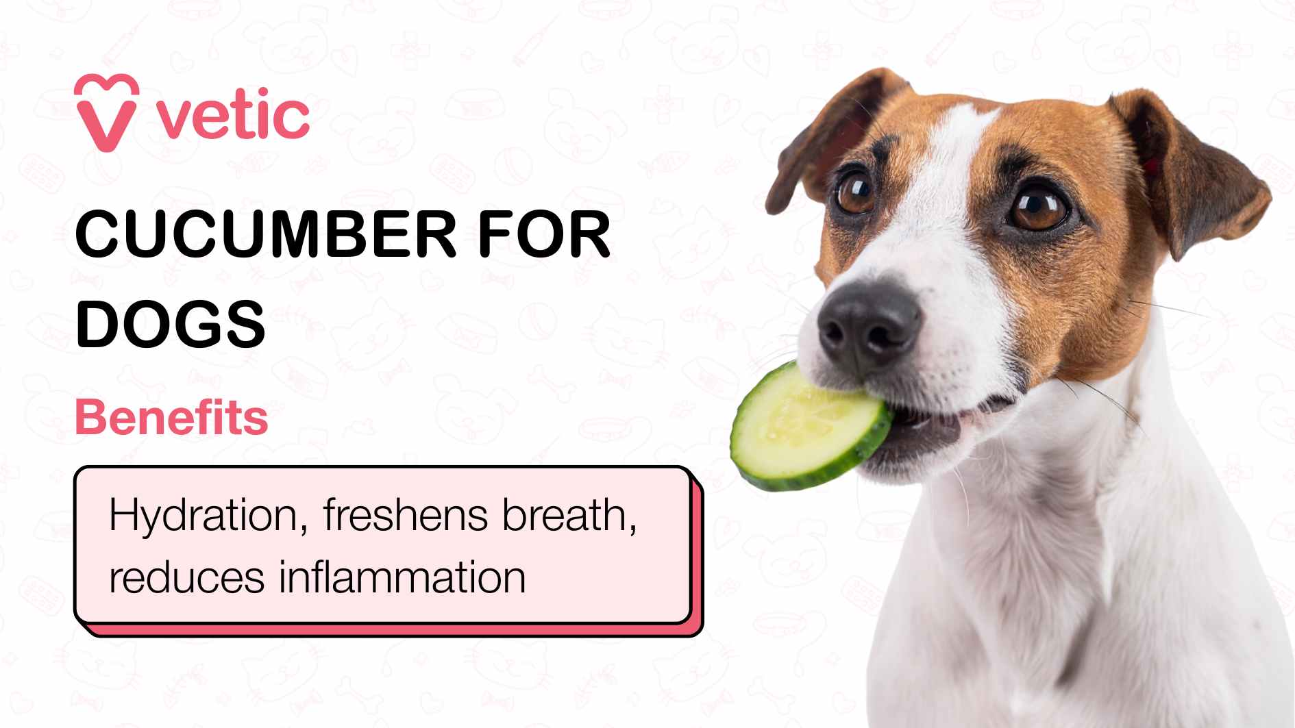 The image highlights the benefits of cucumbers as a choice of good vegetables for dogs in a promotional design by "Vetic." It features bold text that says "CUCUMBER FOR DOGS," accompanied by a list of benefits in a pink section, including hydration, freshened breath, and inflammation reduction. The design includes a cucumber slice and a partial view of a dog's face, effectively tying the message to its intended audience. The branding and layout are professional and visually engaging.