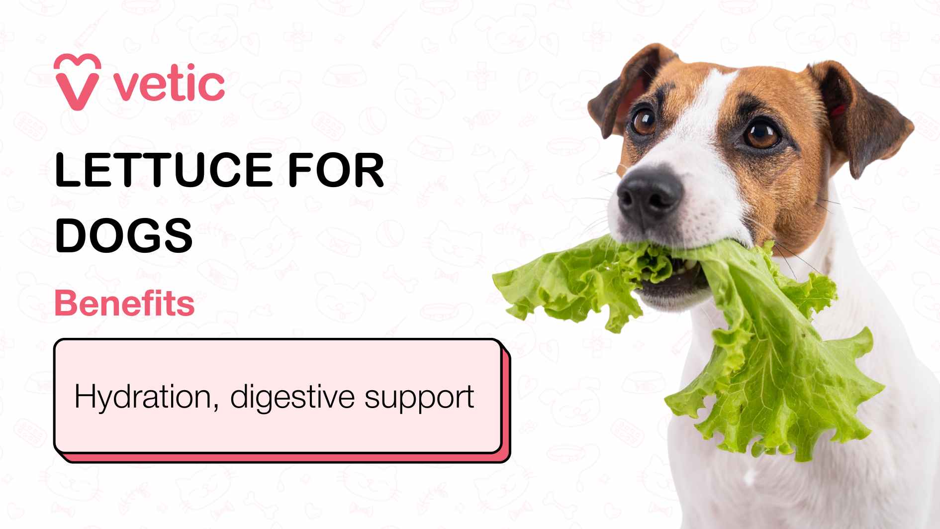 The image showcases a design by Vetic, highlighting the benefits of lettuce for dogs. At the top left corner, the brand name "Vetic" is prominently displayed in pink, followed by bold black text stating "LETTUCE FOR DOGS." Underneath, the word "Benefits" is featured in pink, accompanied by a pink box listing the advantages: "Hydration, digestive support," written in black. A cute visual of a dog with a piece of lettuce in its mouth adds a charming touch, making the information both appealing and engaging for dog parents.