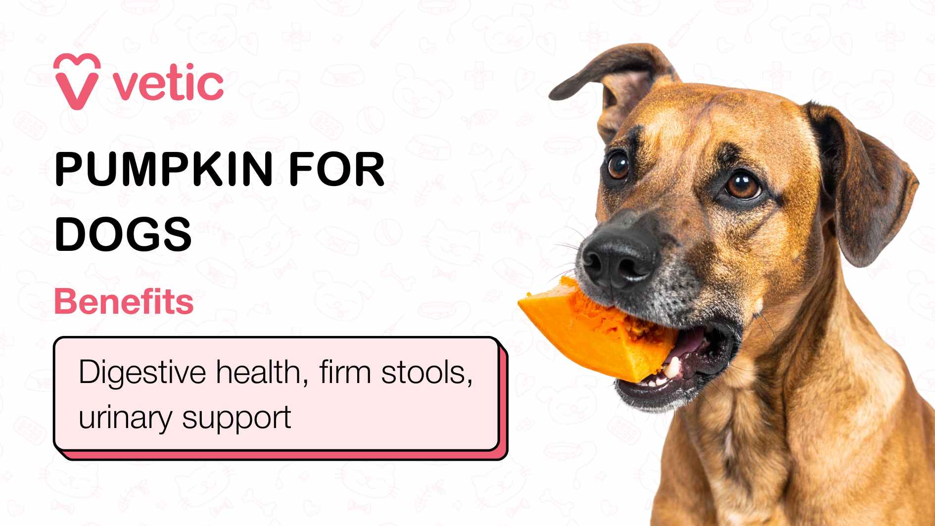 The image is from Vetic, emphasizing the benefits of feeding pumpkin to dogs. At its center is an adorable dog, holding a piece of pumpkin in its mouth, visually tying the message to its canine audience. The text prominently highlights the advantages of pumpkin, stating: "Digestive health, firm stools, urinary support," making it clear how this vegetable supports a dog's well-being. The layout, color scheme, and overall design aim to be both informative and visually appealing, targeting dog owners looking to enhance their pets' nutrition.