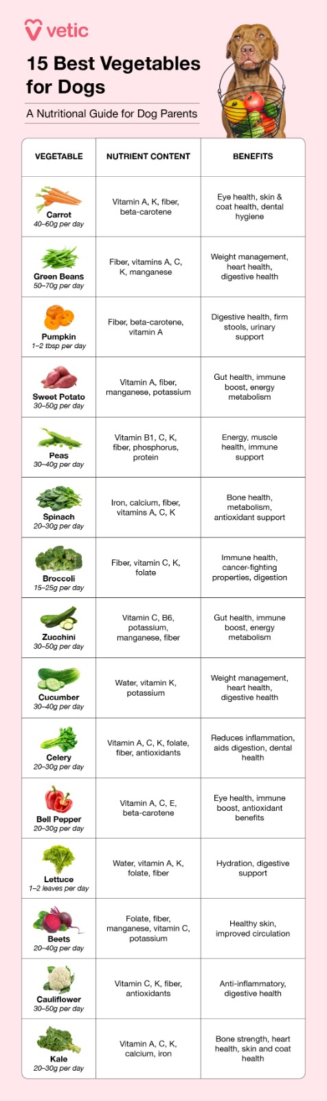 15 Best Vegetables for dogs complete with nutrients and benefits - nutritional guide for dog parents Carrots, rich in Vitamin A, K, fiber, and beta-carotene, are great for eye health, skin and coat condition, and dental hygiene, while green beans, packed with fiber and vitamins A, C, K, and manganese, assist in weight management, heart health, and digestion. Pumpkin, with its fiber and beta-carotene content, supports digestive health, firms stools, and aids urinary function, and sweet potatoes contribute to gut health, immunity, and energy metabolism with Vitamin A, fiber, and potassium. Peas offer energy, muscle health, and immune support through their protein, fiber, and Vitamin B content, and spinach enhances bone strength, metabolism, and antioxidants with iron, calcium, and vitamins A and C. Broccoli, rich in fiber and Vitamin C, provides immune support, digestion aid, and potential cancer-fighting benefits, while zucchini promotes heart health, weight control, and digestion with its potassium and fiber content. Cucumber is hydrating, reduces inflammation, and freshens breath thanks to its water and Vitamin K, and celery aids digestion, reduces inflammation, and supports dental health with its Vitamin A, C, K, and fiber. Bell peppers boost eye health, immunity, and antioxidant benefits due to their Vitamin A, C, and E content, while lettuce provides hydration and digestive support with its water and Vitamin A. Beets, with folate and manganese, improve circulation and skin health, and cauliflower, high in Vitamin C and fiber, supports digestion and reduces inflammation. Finally, kale strengthens bones, heart health, and skin with its rich Vitamin A, C, K, and calcium content, making these vegetables a nutritious addition to a dog's diet when served in appropriate portions.