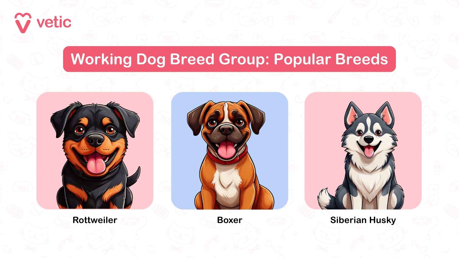 The image you've uploaded is titled "Working Dog Breed Group: Popular Breeds." It features three cartoon illustrations of popular working dog breeds: Rottweiler: This powerful and loyal breed is often known for its guarding abilities and calm demeanor. Boxer: Playful and muscular, Boxers are popular for their strength and affectionate nature. Siberian Husky: With its thick coat and striking eyes, this breed is famous for its endurance and friendliness.