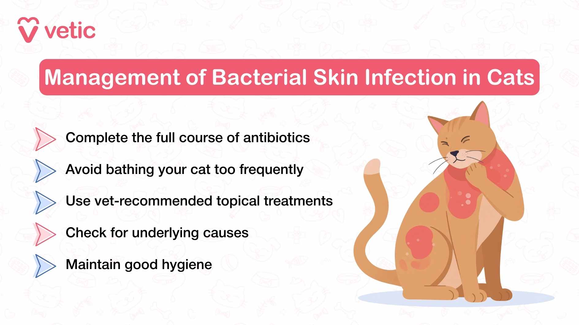 Once your cat has been diagnosed with pyoderma, how do you manage the bacterial skin infections in cats properly? compete the full course of their antibiotics and antimicrobials, do not bathe them too frequently, only use vet-prescribed topical treatments, check for all possible underlying causes and maintain good hygiene including changing their bedding, cleaning out their litter and keeping them well-groomed.