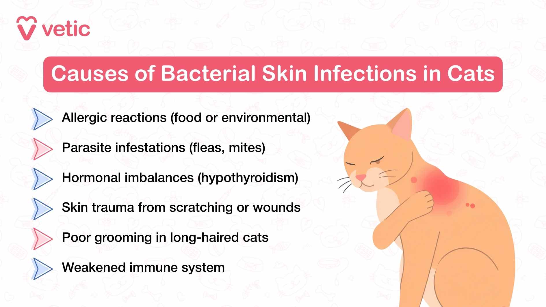 An illustration showing an angry red lesion on an orange cat's left shoulder. The heading says "Causes of bacterial skin infections in cats". these causes can include, Allergic reactions (food or environmental) Parasite infestations (fleas, mites) Hormonal imbalances (like hypothyroidism) Skin trauma from scratching or wounds Poor grooming in long-haired cats Weakened immune system
