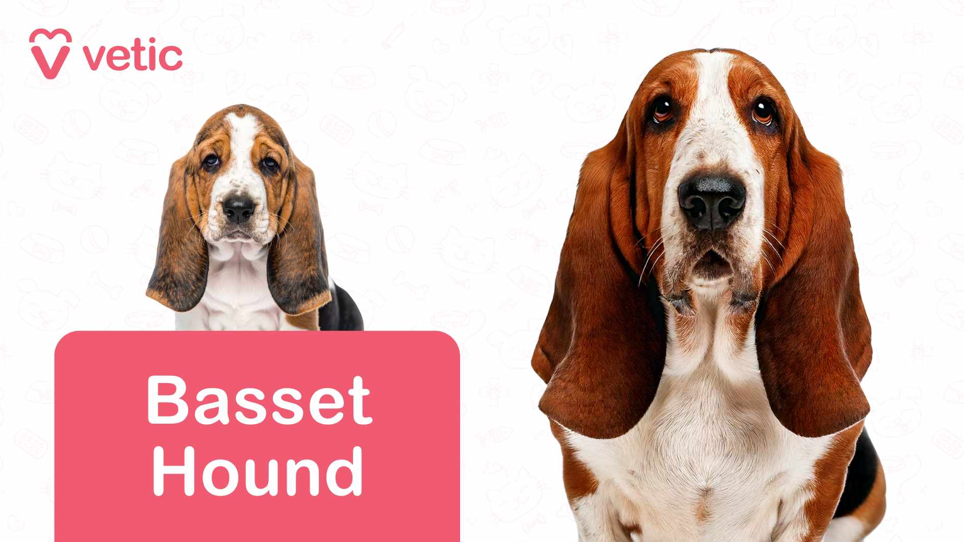 The image showcases a Basset Hound, a breed known for its distinctive long ears, droopy eyes, and short legs. The dog is gazing forward, with a neutral yet endearing expression. The background features faint illustrations of various animals, adding a subtle decorative touch. In the top left corner, the "Vetic" logo and name are displayed, indicating branding. At the bottom left corner, a pink rectangle contains the words "Basset Hound" in white text, clearly identifying the breed. This image presents Basset Hounds as dog breeds suitable for Indian apartments, likely emphasizing their gentle temperament, moderate exercise needs, and adaptability to indoor spaces.