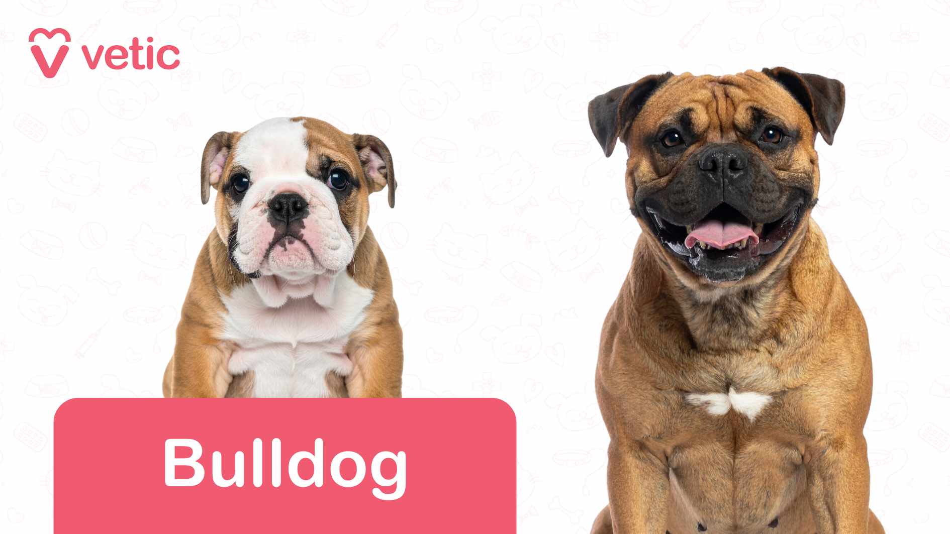 The image features two Bulldogs sitting side by side. The Bulldog on the left is positioned behind a red banner with the word "Bulldog" written in white text, clearly identifying the breed. The Bulldog on the right sits without any banner, giving a calm and sturdy stance. The background is white with faint outlines of various pet-related items, such as bones, paw prints, and food bowls, adding a decorative touch. In the top left corner, the "Vetic" logo and name appear in pink text alongside a heart-shaped icon, serving as branding. This image presents Bulldogs as dog breeds suitable for Indian apartments, likely emphasizing their compact size, low energy levels, and affectionate nature—making them well-suited for indoor living.