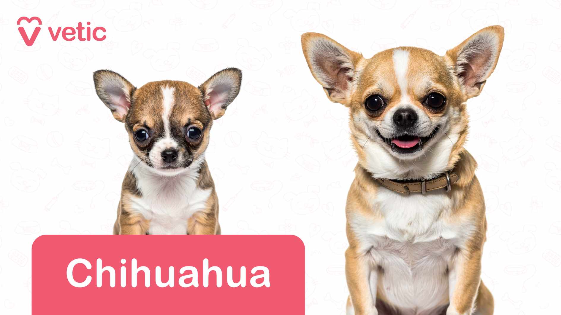 The image showcases two Chihuahuas, one appearing to be a puppy on the left and the other an adult on the right. Both dogs are sitting and facing forward, with alert expressions and characteristic large, expressive eyes. The white background features faint outlines of pet-related items like bones, paw prints, and toys, adding a decorative touch. In the top left corner, the "Vetic" logo and name appear in pink text, indicating branding. At the bottom of the image, a pink rectangle contains the word "Chihuahua" in white text, clearly identifying the breed. This image presents Chihuahuas as dog breeds suitable for Indian apartments, likely highlighting their small size, adaptability to indoor spaces, and lively yet manageable nature.