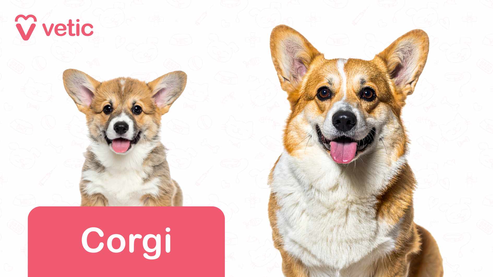 This image features two Corgi dogs, one appearing to be a puppy on the left and the other an adult on the right. Both dogs are facing forward with their tongues out, giving a cheerful expression. The white background is decorated with faint outlines of various pet-related items such as bones, paw prints, and food bowls. In the top left corner, there is a logo with the word "vetic" written in pink next to a heart-shaped icon. At the bottom left corner, a pink rectangle contains the word "Corgi" in white text, indicating the breed. This image presents Corgis as dog breeds suitable for Indian apartments, likely emphasizing their adaptable size and friendly temperament