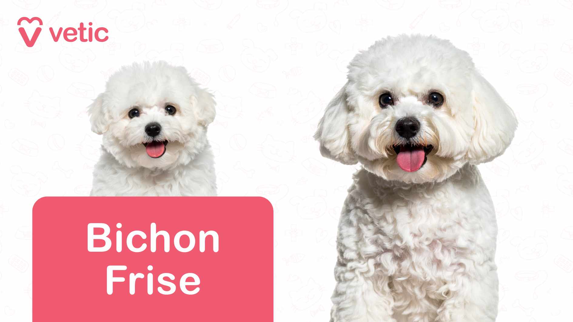 The image features a Bichon Frise dog, recognized for its fluffy white coat, dark expressive eyes, and black nose. The dog appears cheerful, with its tongue slightly out, giving it an approachable and friendly look. The background is white, decorated with faint outlines of various pet-related items such as bones, paw prints, and food bowls, adding a subtle decorative touch. In the top left corner, the "Vetic" logo and name appear in pink text alongside a heart-shaped icon, serving as branding. At the bottom left corner, a pink rectangle displays the text "Bichon Frise" in white, clearly identifying the breed. This image presents Bichon Frise as dog breeds suitable for Indian apartments, likely emphasizing their compact size, hypoallergenic coat, and affectionate nature, making them a great choice for apartment living.